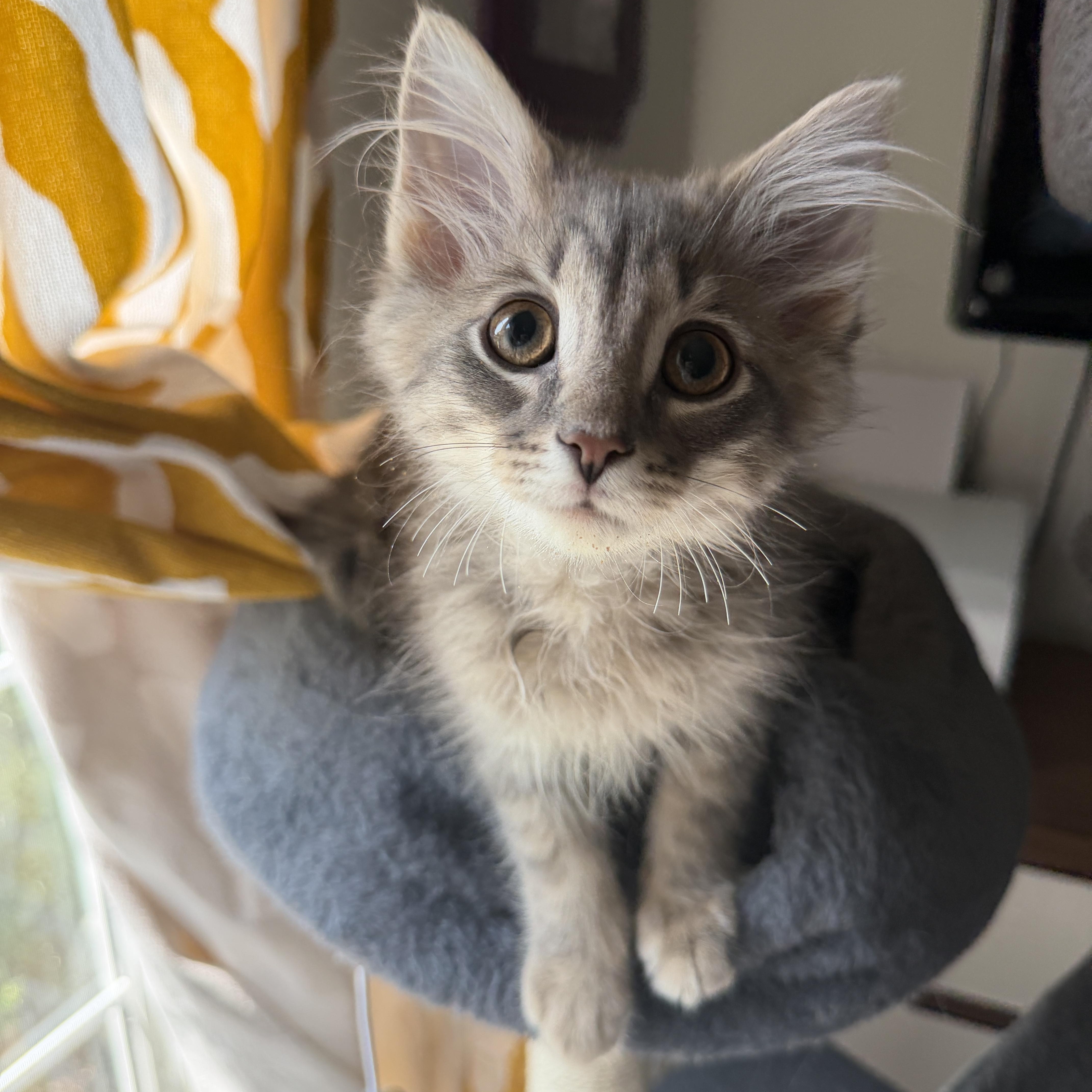 Enlarge Ron (coolest cat on the block), an adopted Domestic Long Hair in South Lyon, MI image 3/4