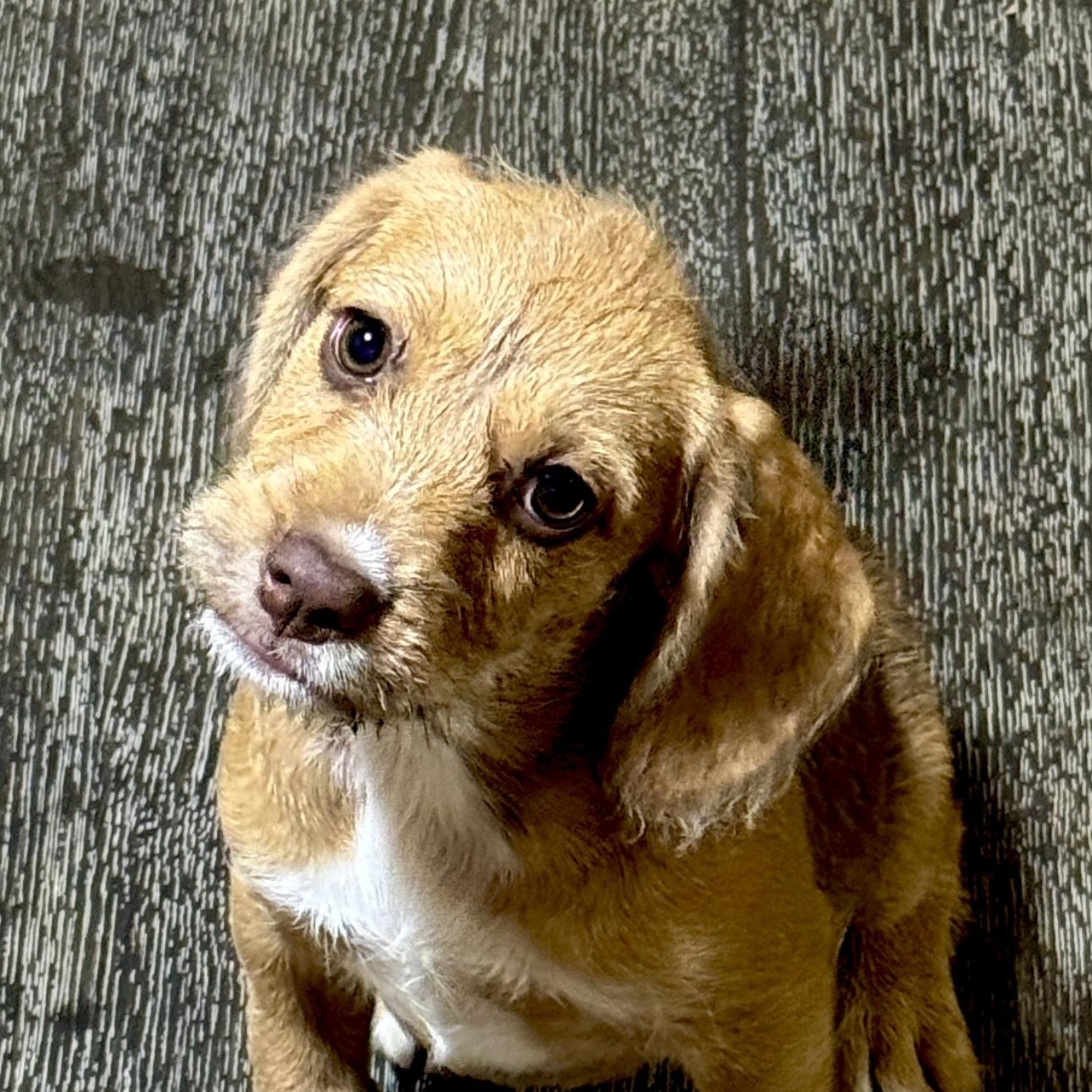 Enlarge Liberty, a Adoptable mixed breed in Stormville, NY image 2/5
