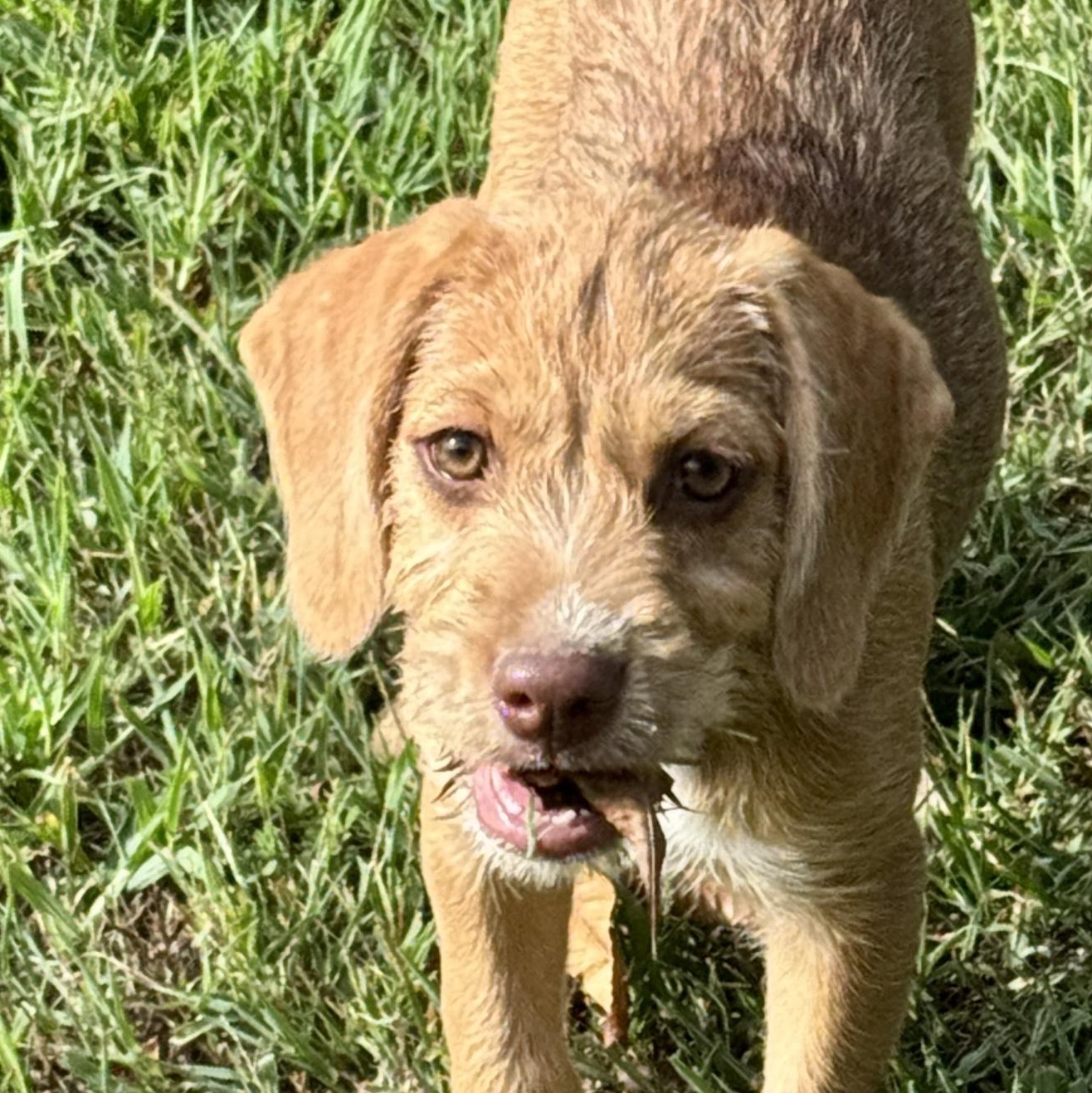 Liberty, Adoptable, Puppy Female Beagle & Wirehaired Terrier.