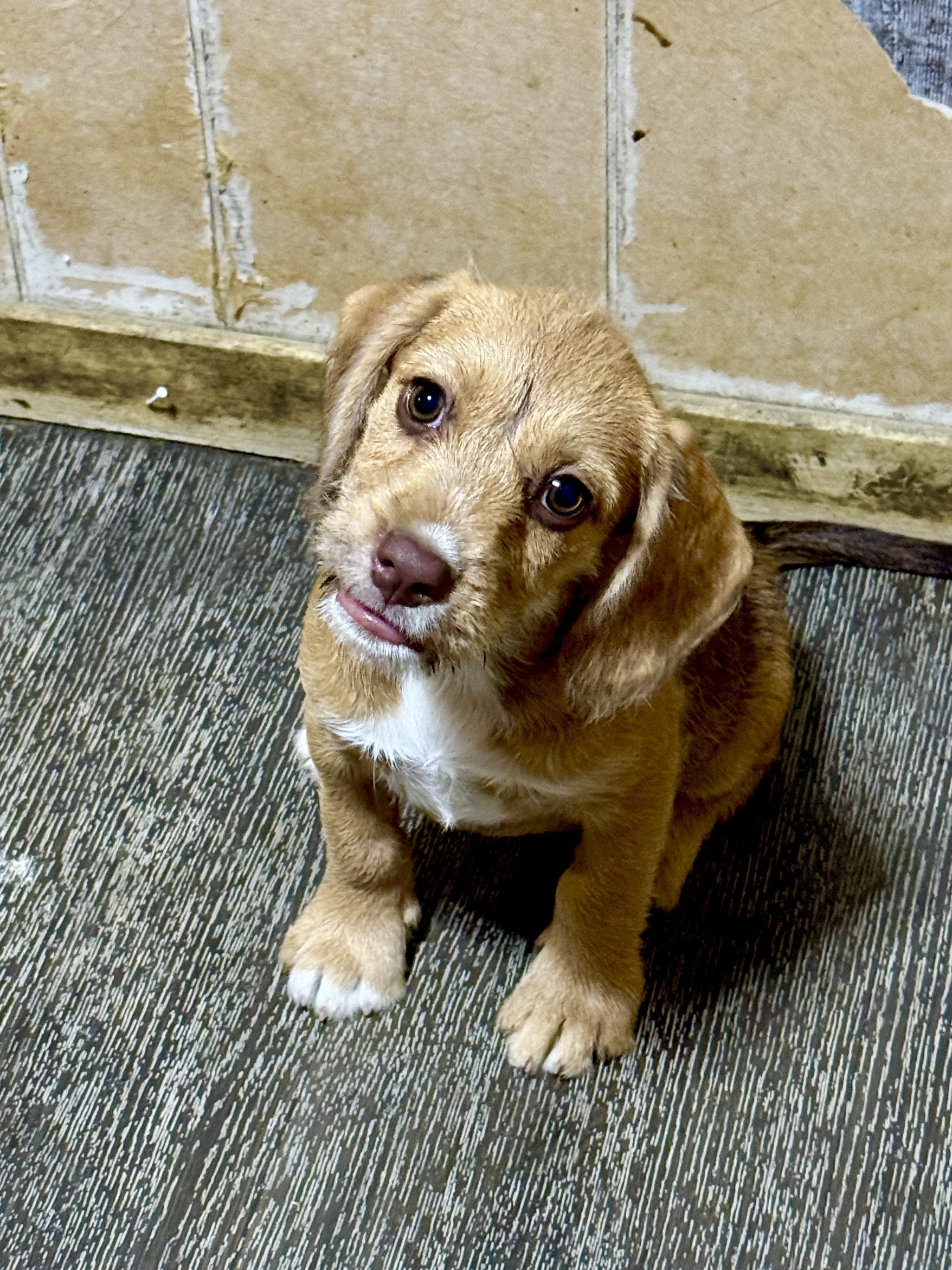 Liberty, ADOPTABLE, Puppy Female Border Terrier.