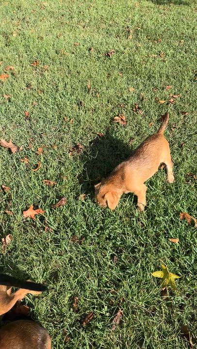 Enlarge Liberty, a Adoptable mixed breed in Stormville, NY video 5/5