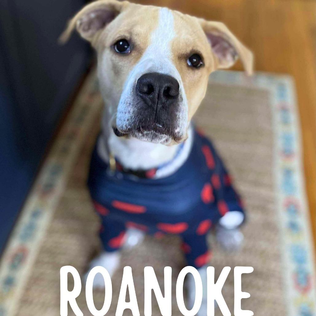 Roanoke, Adoptable, Young Male Mixed Breed.