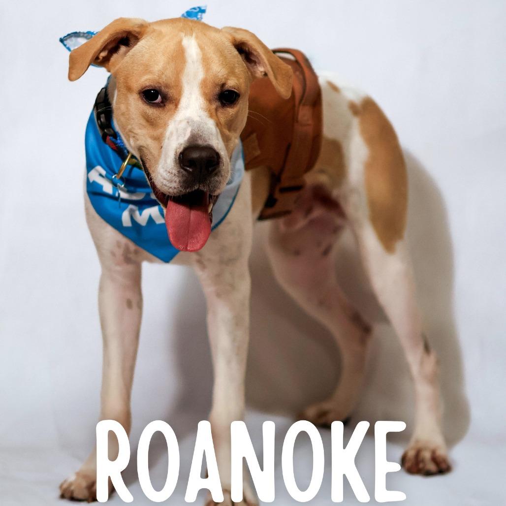 Roanoke, a Adoptable Mixed Breed in South Portland, ME image 2/5