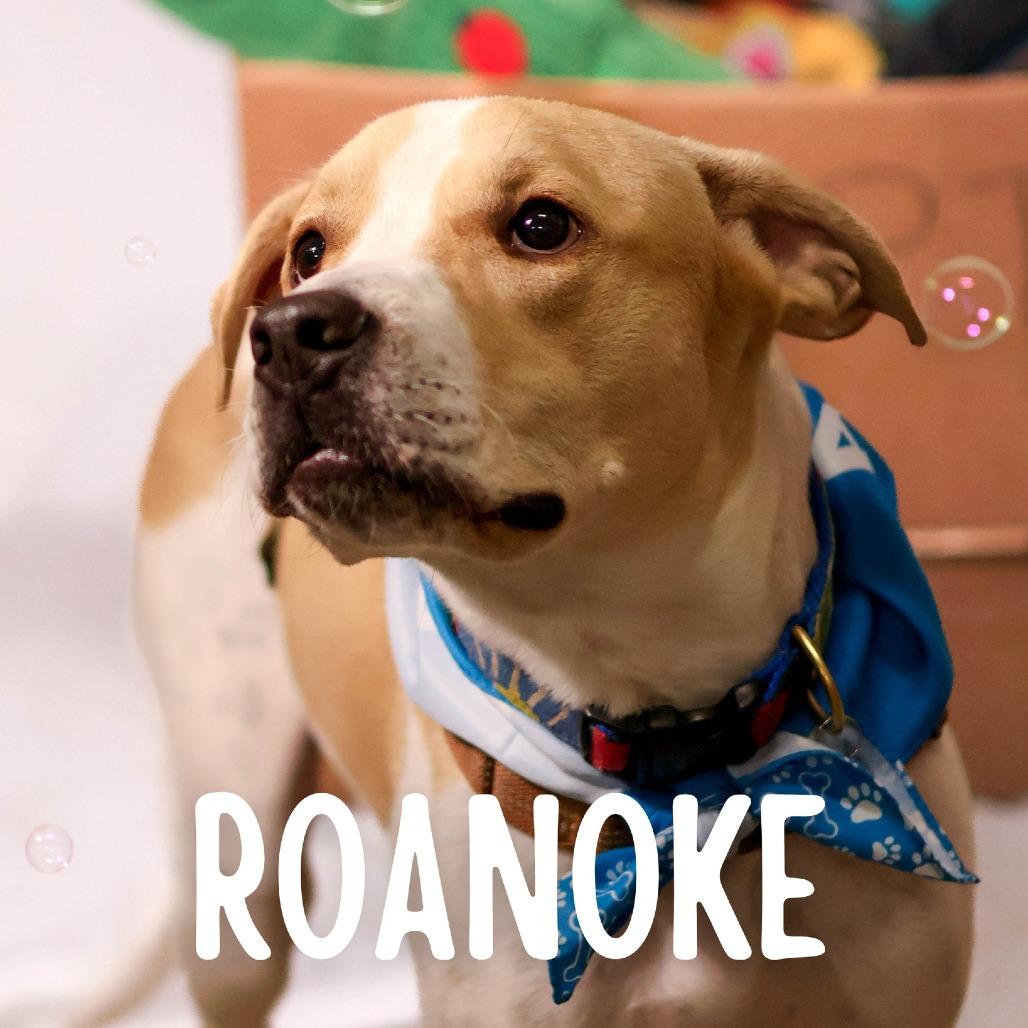 Roanoke, a Adoptable Mixed Breed in South Portland, ME image 3/5