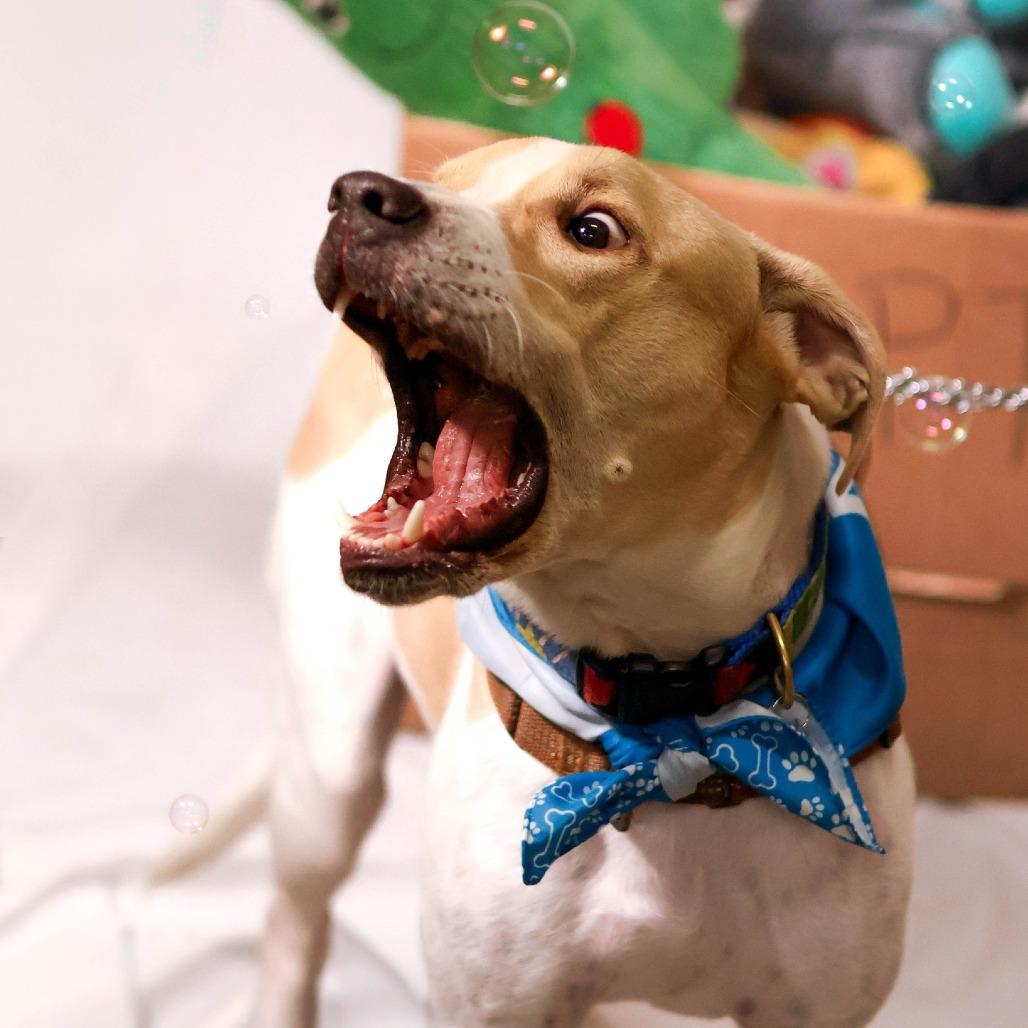 Roanoke, a Adoptable Mixed Breed in South Portland, ME image 4/5