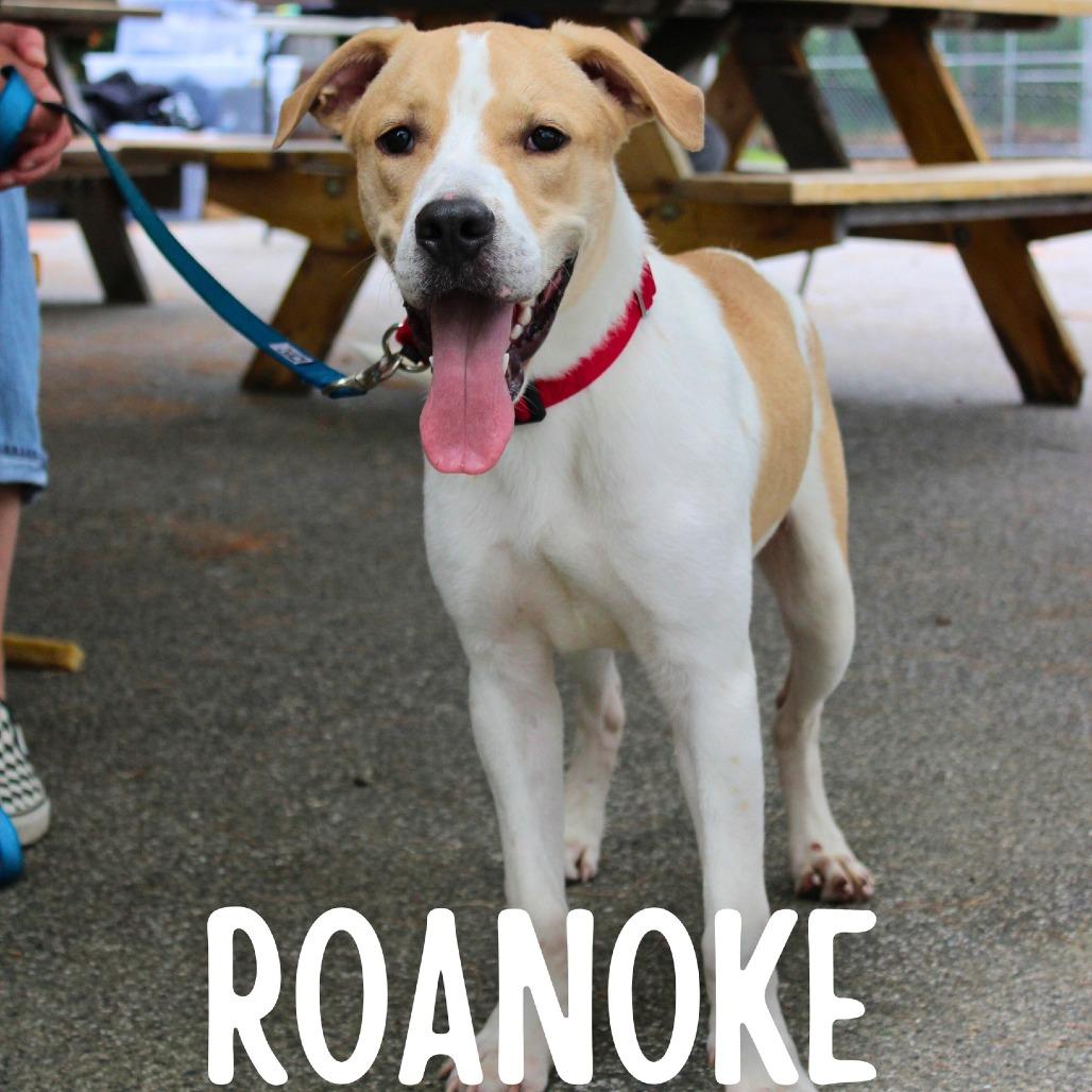 Roanoke, a Adoptable Mixed Breed in South Portland, ME image 5/5