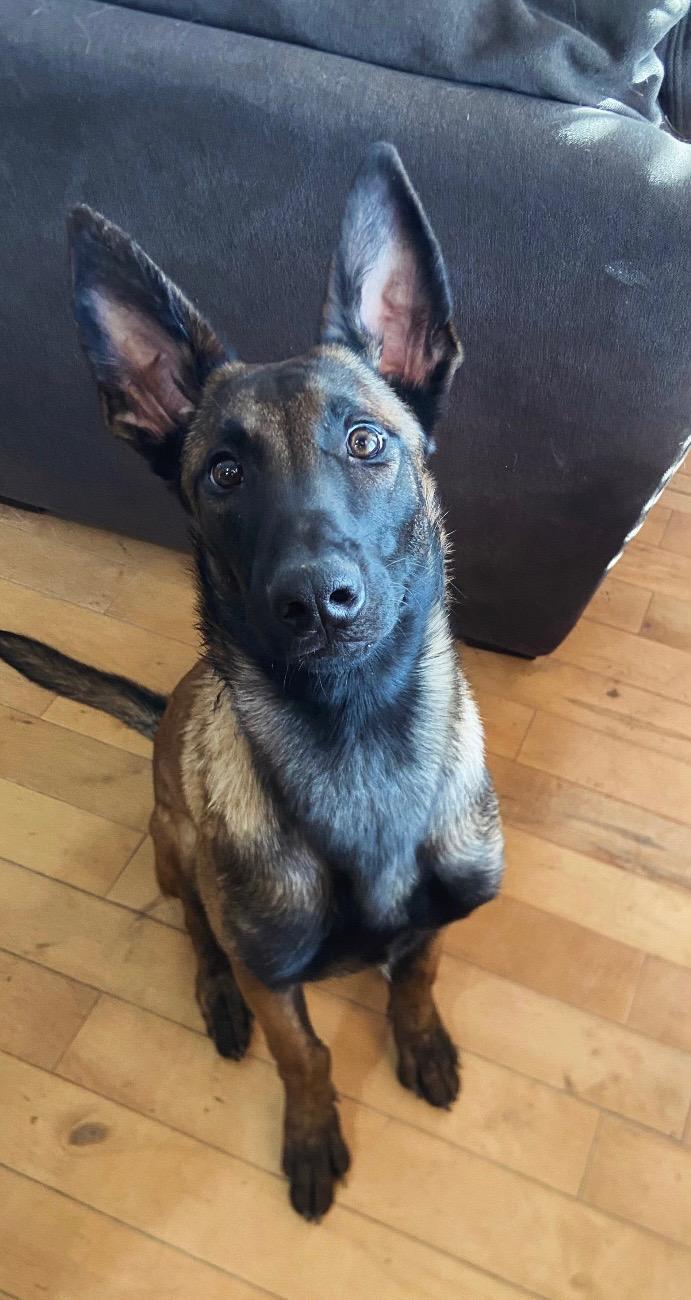 Enlarge Zane, a ADOPTABLE Belgian Shepherd / Malinois in Kuna, ID image 3/4