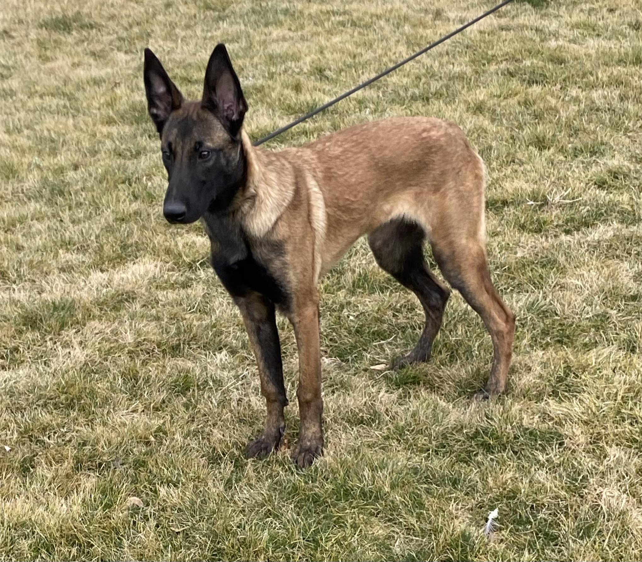 Enlarge Zane, a ADOPTABLE Belgian Shepherd / Malinois in Kuna, ID image 4/4