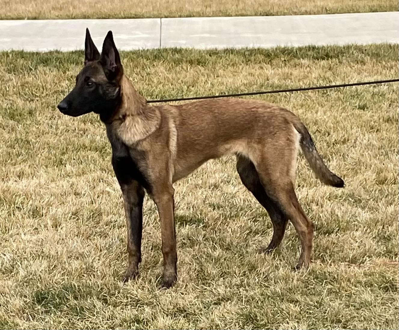Zane, ADOPTABLE, Young Male Belgian Shepherd / Malinois.