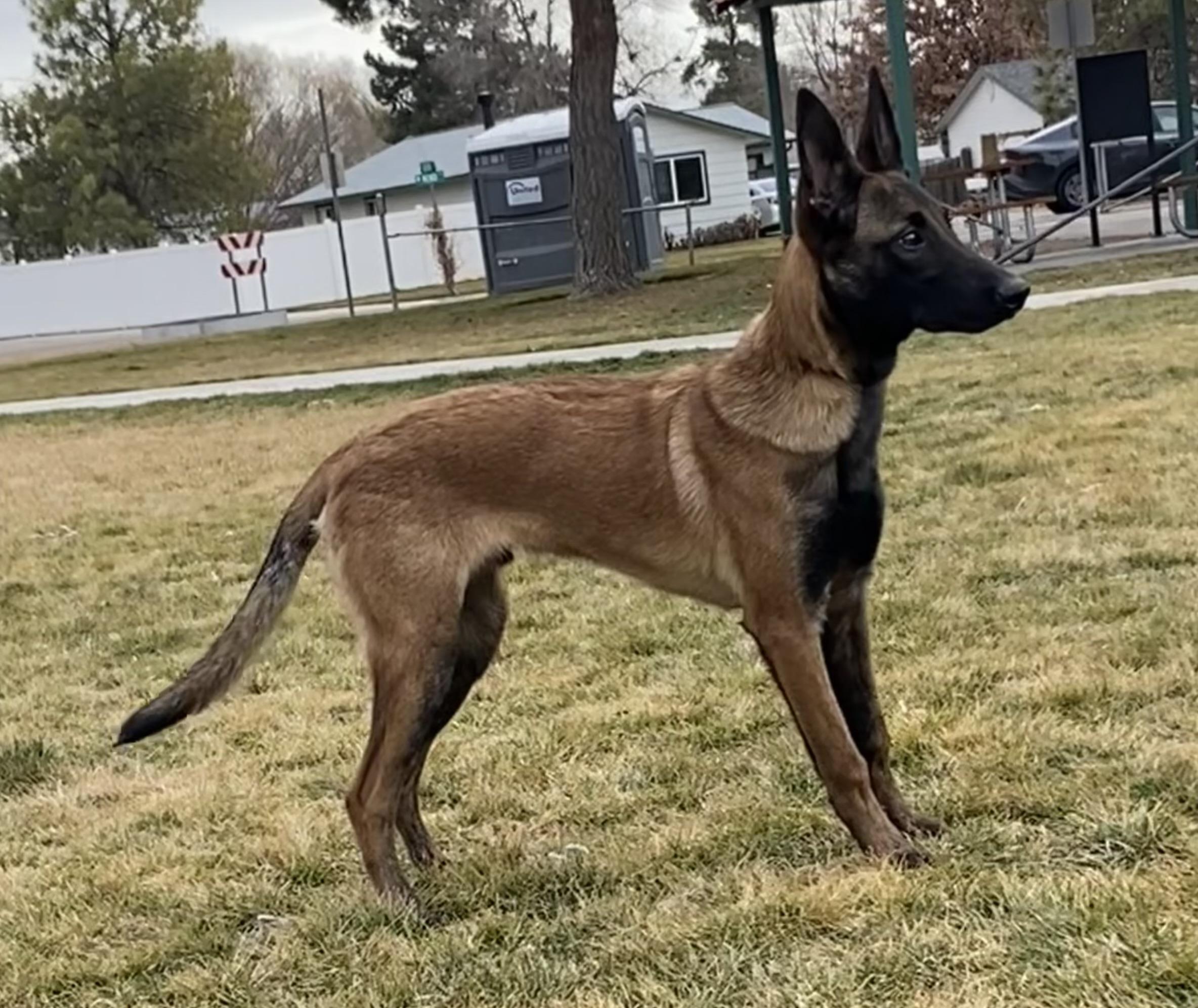 Enlarge Zane, a ADOPTABLE Belgian Shepherd / Malinois in Kuna, ID image 2/4