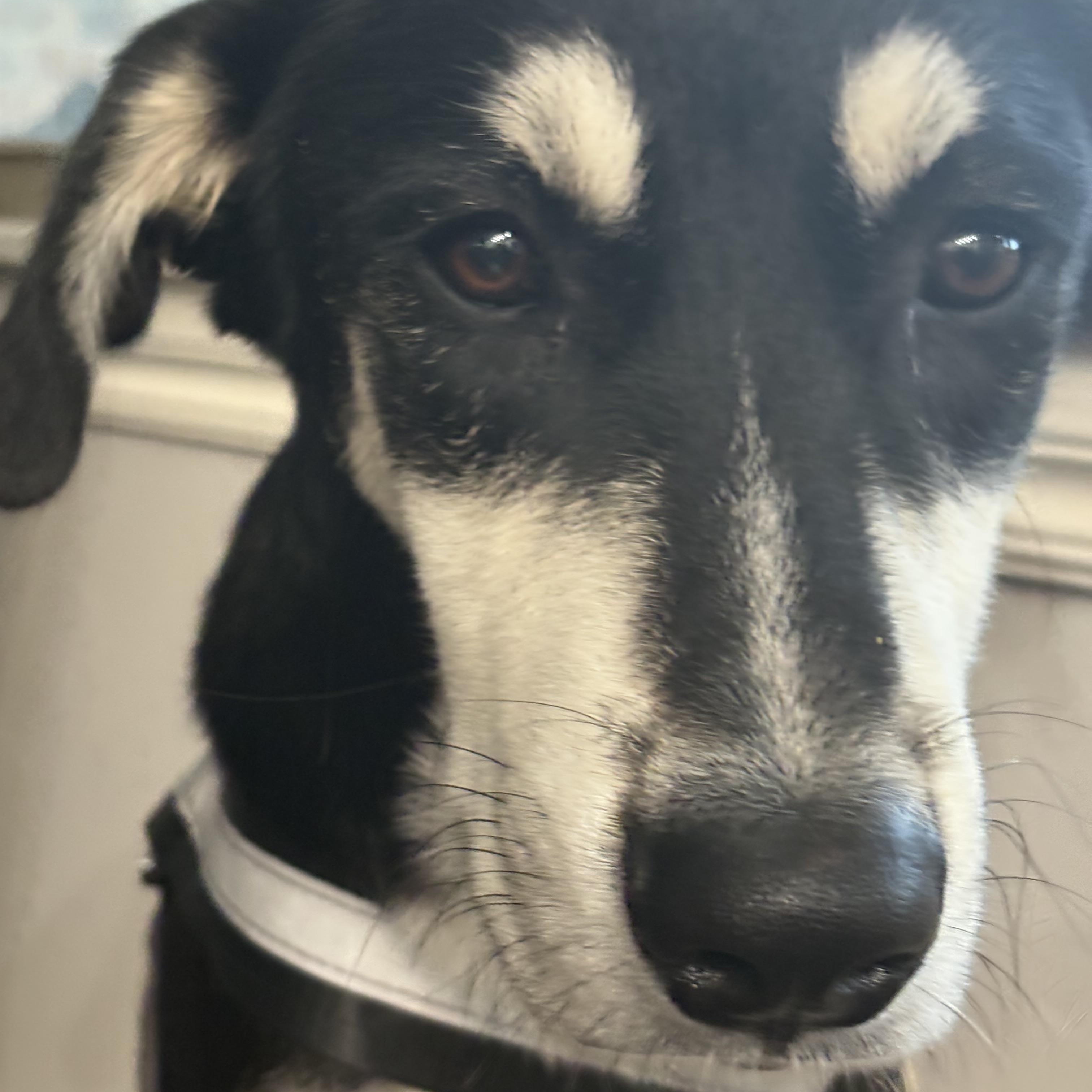 Rocket —- Courtesy Post, Adoptable, Young Male Husky & Shepherd.