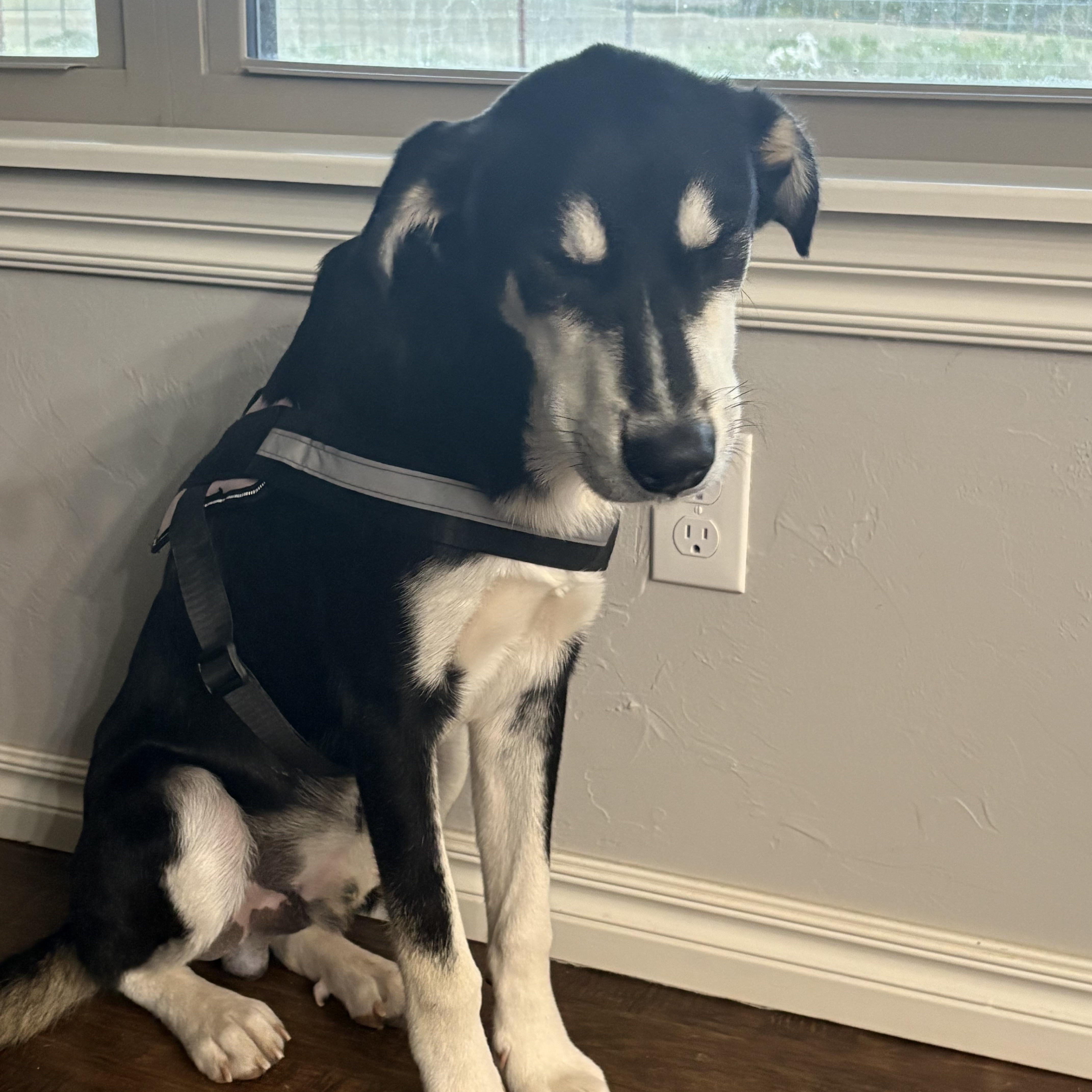Enlarge Rocket —- Courtesy Post, a Adoptable mixed breed in Hinton, OK image 4/6