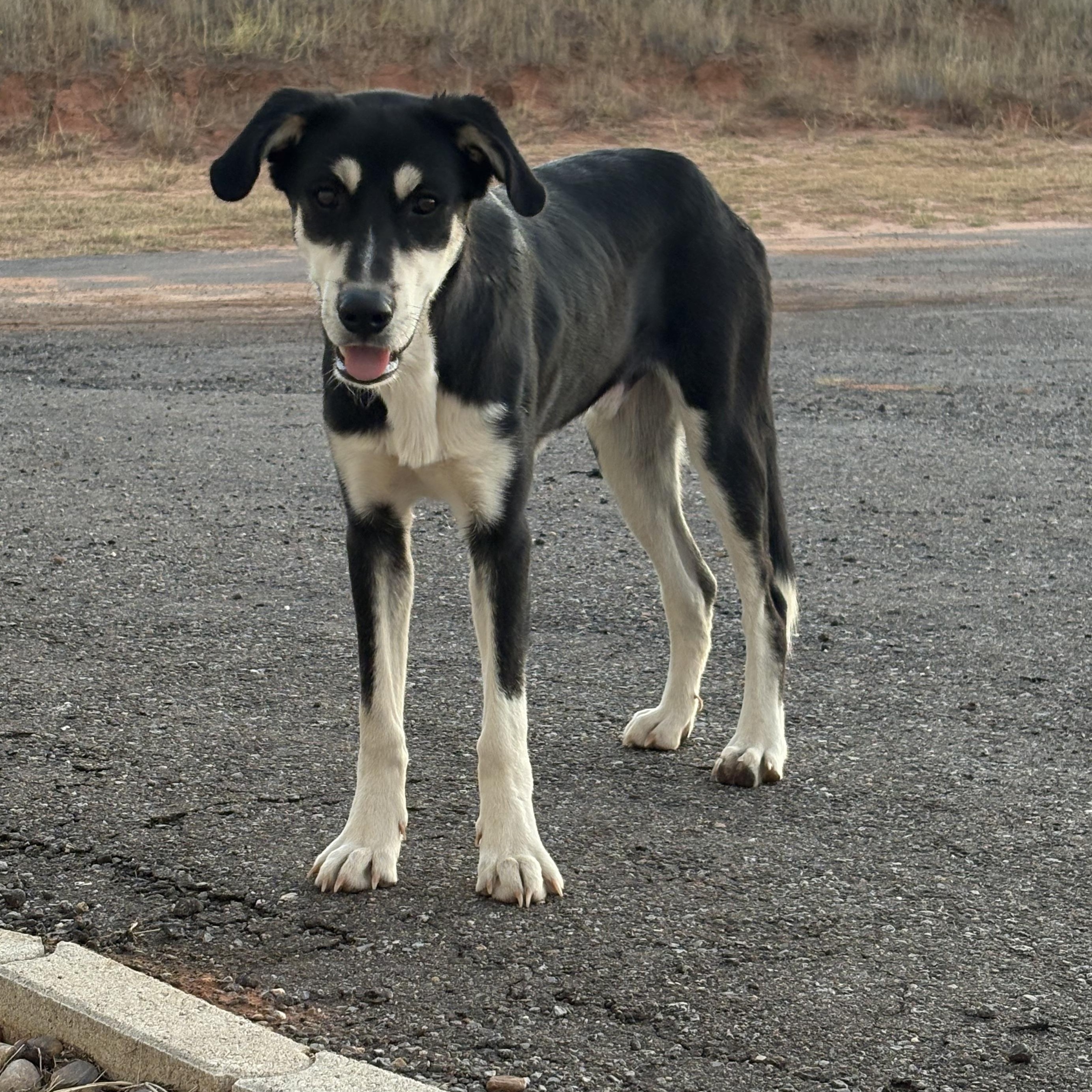 Enlarge Rocket —- Courtesy Post, a Adoptable mixed breed in Hinton, OK image 2/6