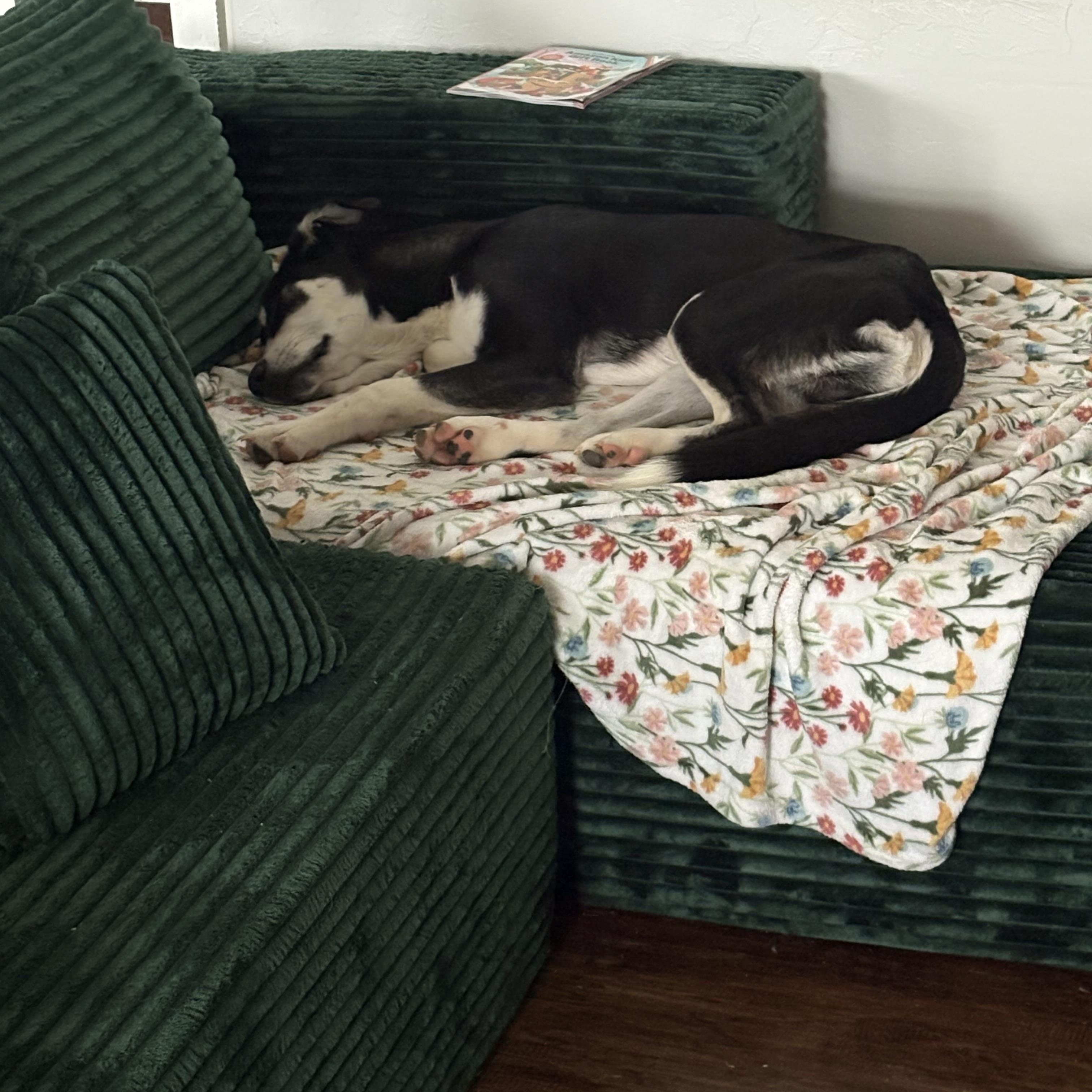 Enlarge Rocket —- Courtesy Post, a Adoptable mixed breed in Hinton, OK image 5/6