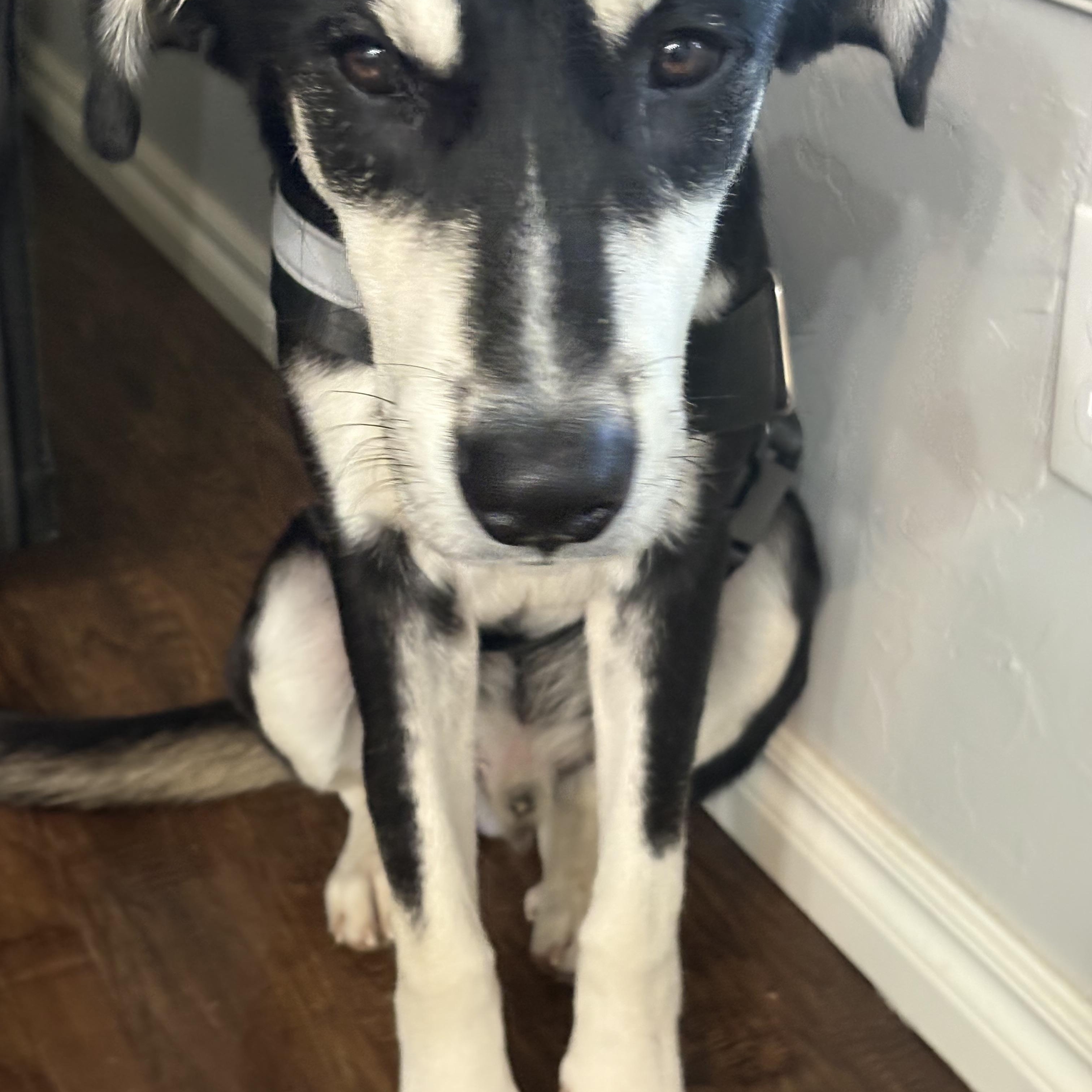 Enlarge Rocket —- Courtesy Post, a Adoptable mixed breed in Hinton, OK image 6/6