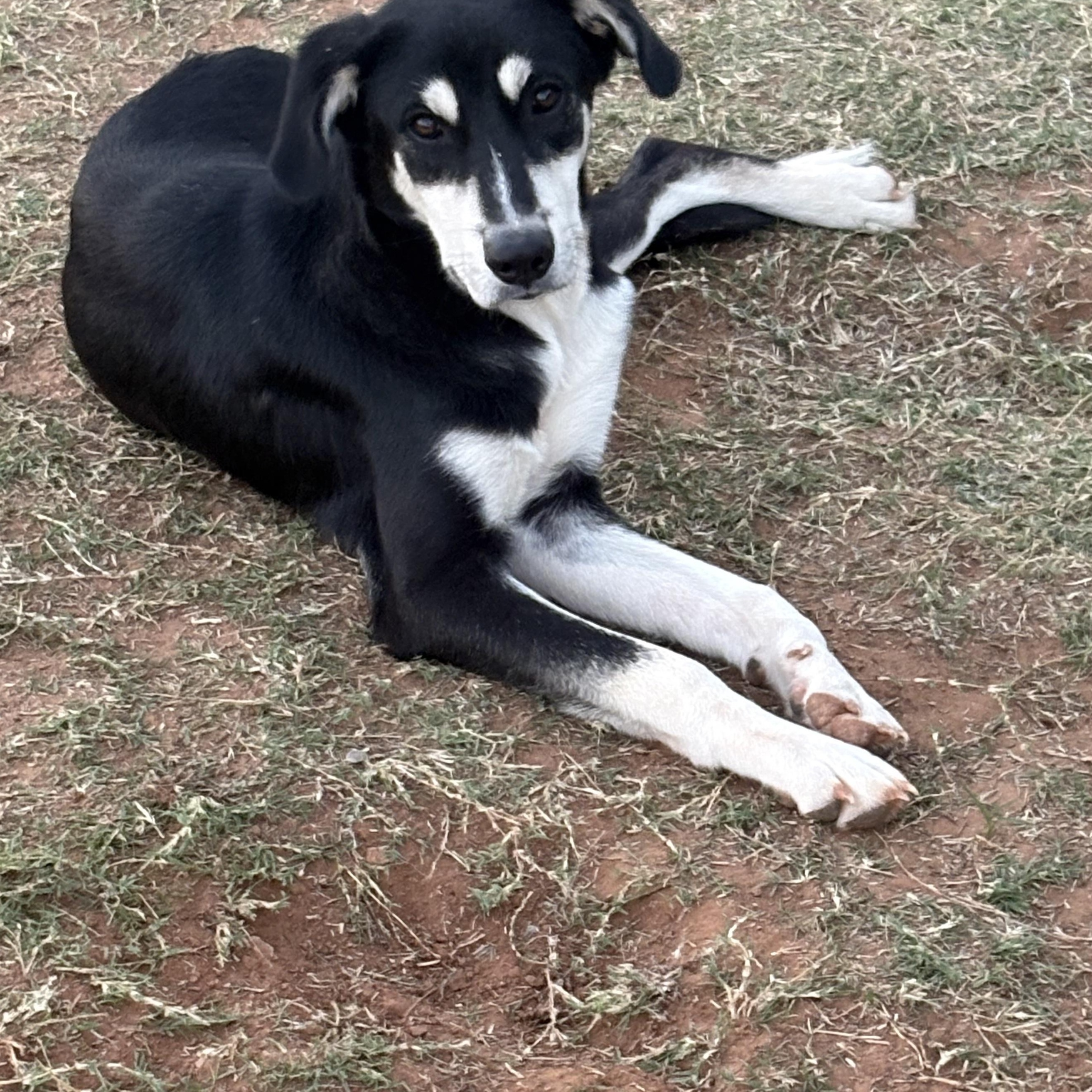 Enlarge Rocket —- Courtesy Post, a Adoptable mixed breed in Hinton, OK image 3/6