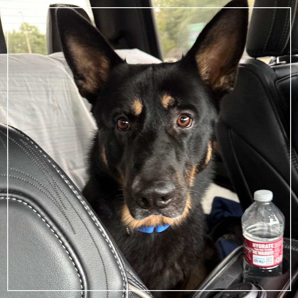 Enlarge Frank, a Adoptable German Shepherd Dog in Little Rock, AR image 1/6