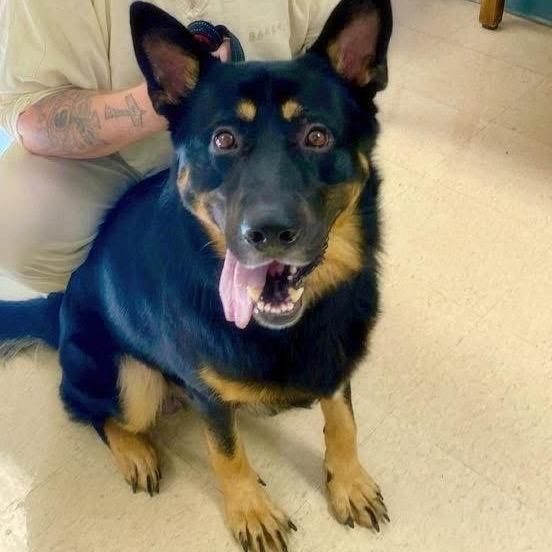 Enlarge Frank, a Adoptable German Shepherd Dog in Little Rock, AR image 2/6