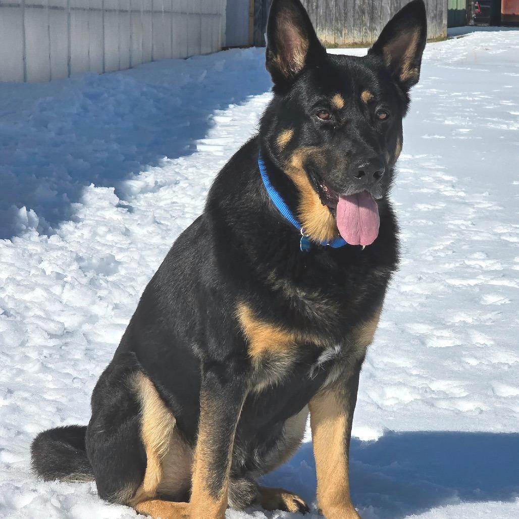 Frank, a Adoptable German Shepherd Dog in Little Rock, AR image 2/6