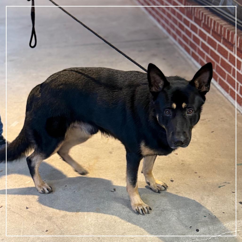 Enlarge Frank, a Adoptable German Shepherd Dog in Little Rock, AR image 3/6