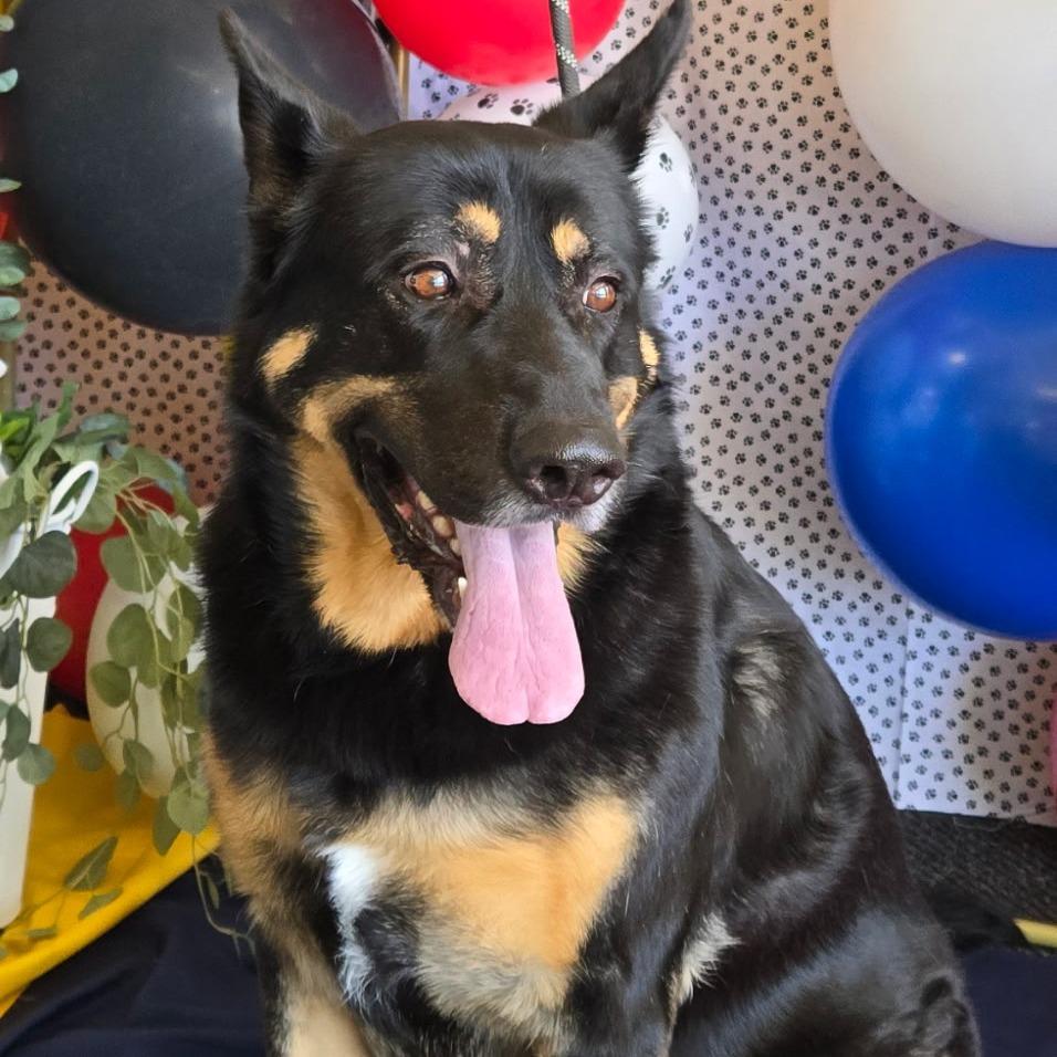 Enlarge Frank, a Adoptable German Shepherd Dog in Little Rock, AR image 3/6