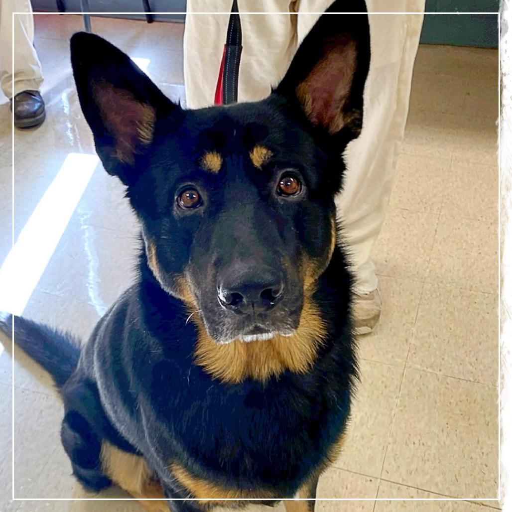 Frank, a Adoptable German Shepherd Dog in Little Rock, AR image 5/6