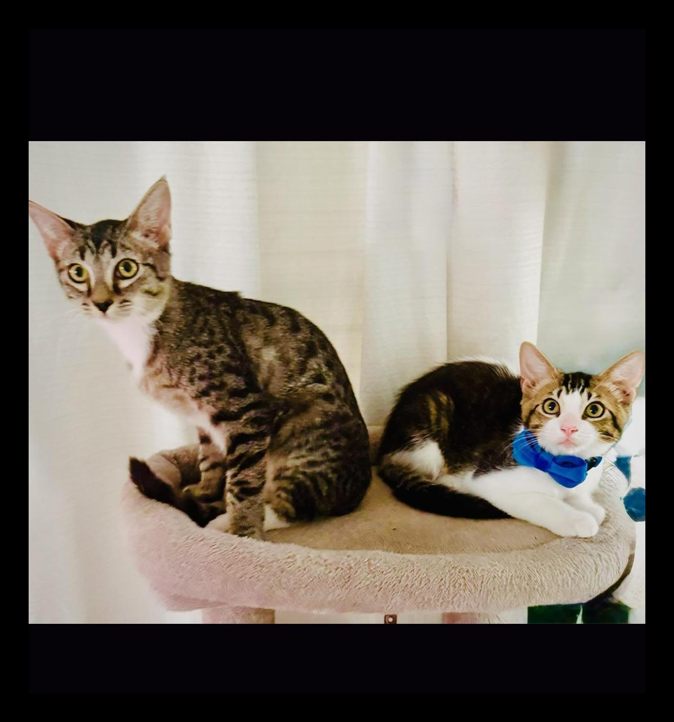 Alex & Noah - BONDED