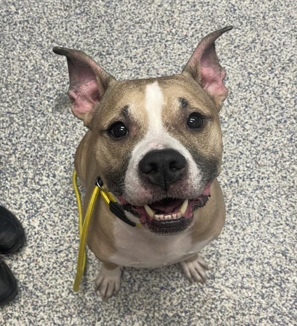 Enlarge Barry Bee Benson, a Adoptable Pit Bull Terrier in Golden, CO image 1/1