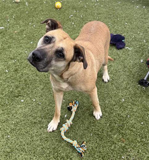 ADDY, Adoptable, Adult Female German Shepherd Dog & Pit Bull Terrier.