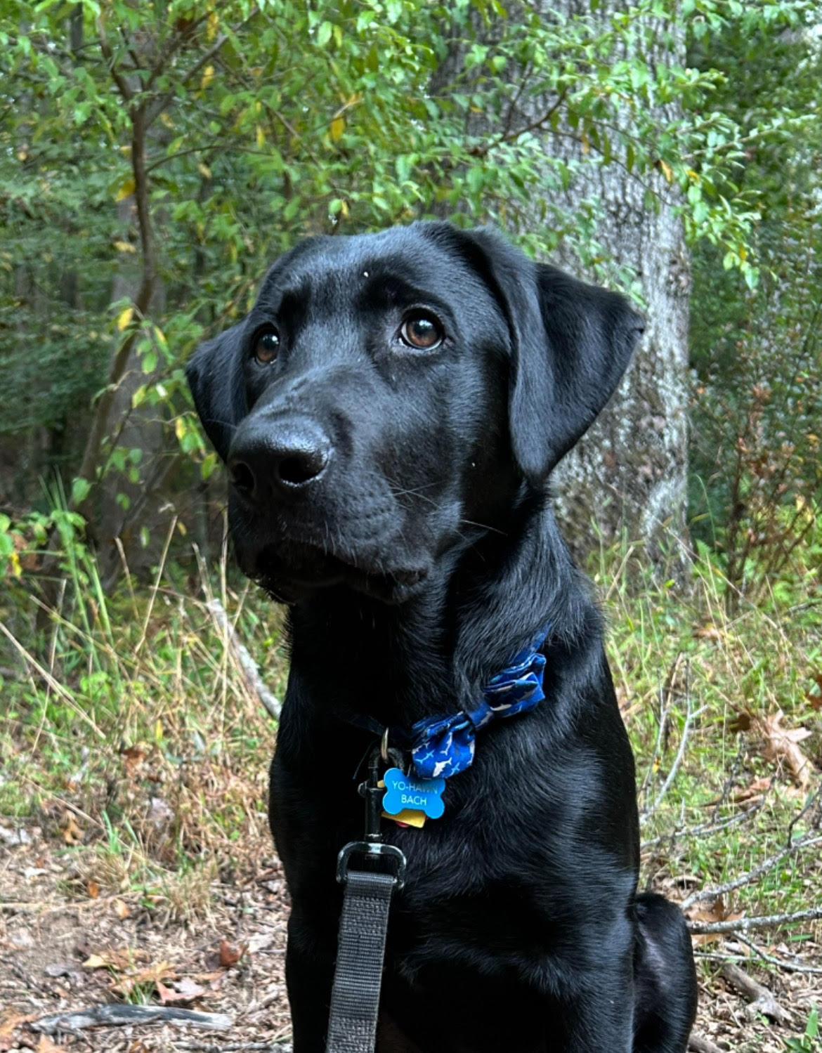 Enlarge Johann, a Adoptable mixed breed in Amissville, VA image 1/4
