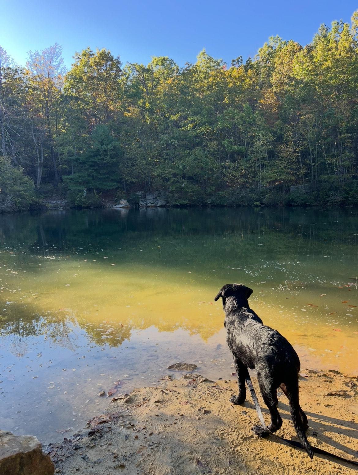Enlarge Johann, a Adoptable mixed breed in Amissville, VA image 2/4