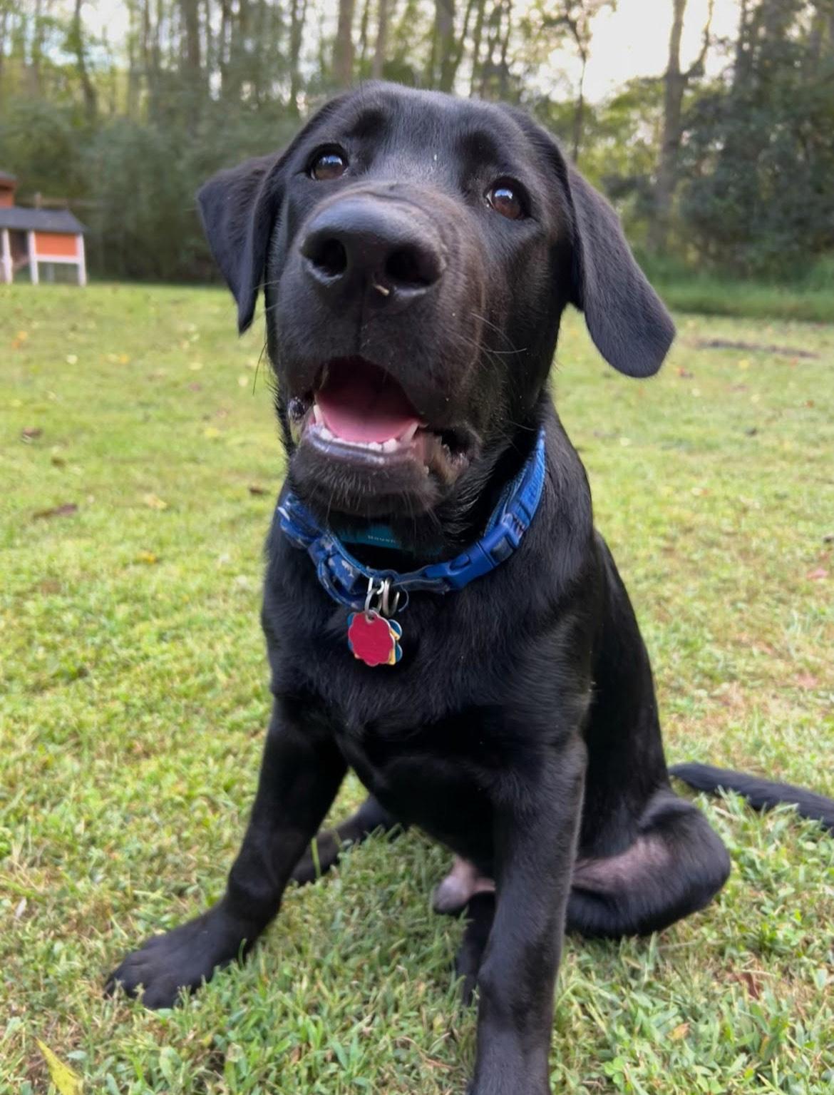 Enlarge Johann, a Adoptable mixed breed in Amissville, VA image 3/4