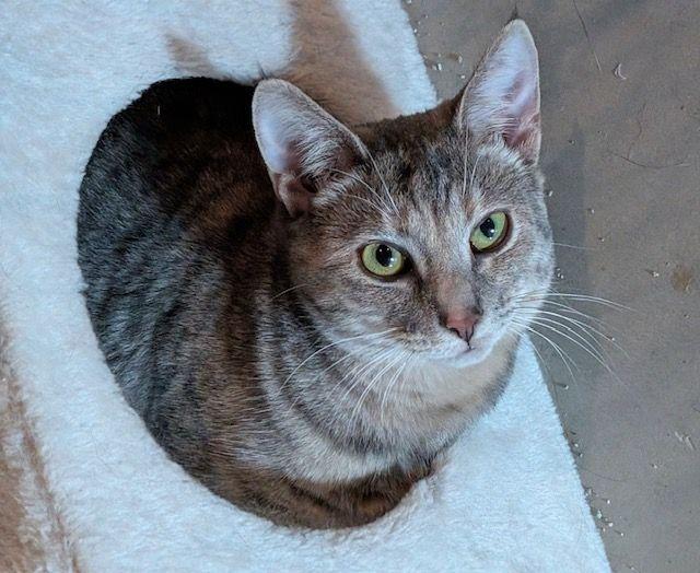 Enlarge Lily, an adopted Domestic Short Hair in Lake Orion, MI image 3/4