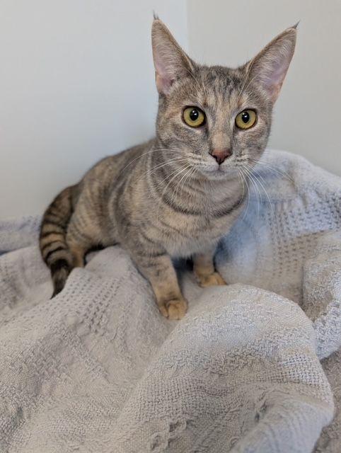 Enlarge Lily, an adopted Domestic Short Hair in Lake Orion, MI image 4/4
