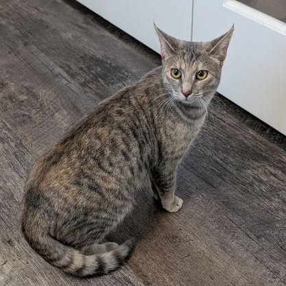 Enlarge Lily, an adopted Domestic Short Hair in Lake Orion, MI image 2/4