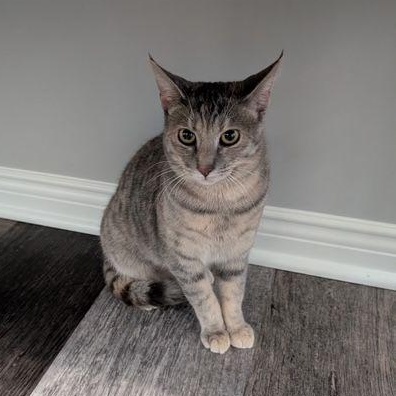 Enlarge Lily, an adopted Domestic Short Hair in Lake Orion, MI image 1/4
