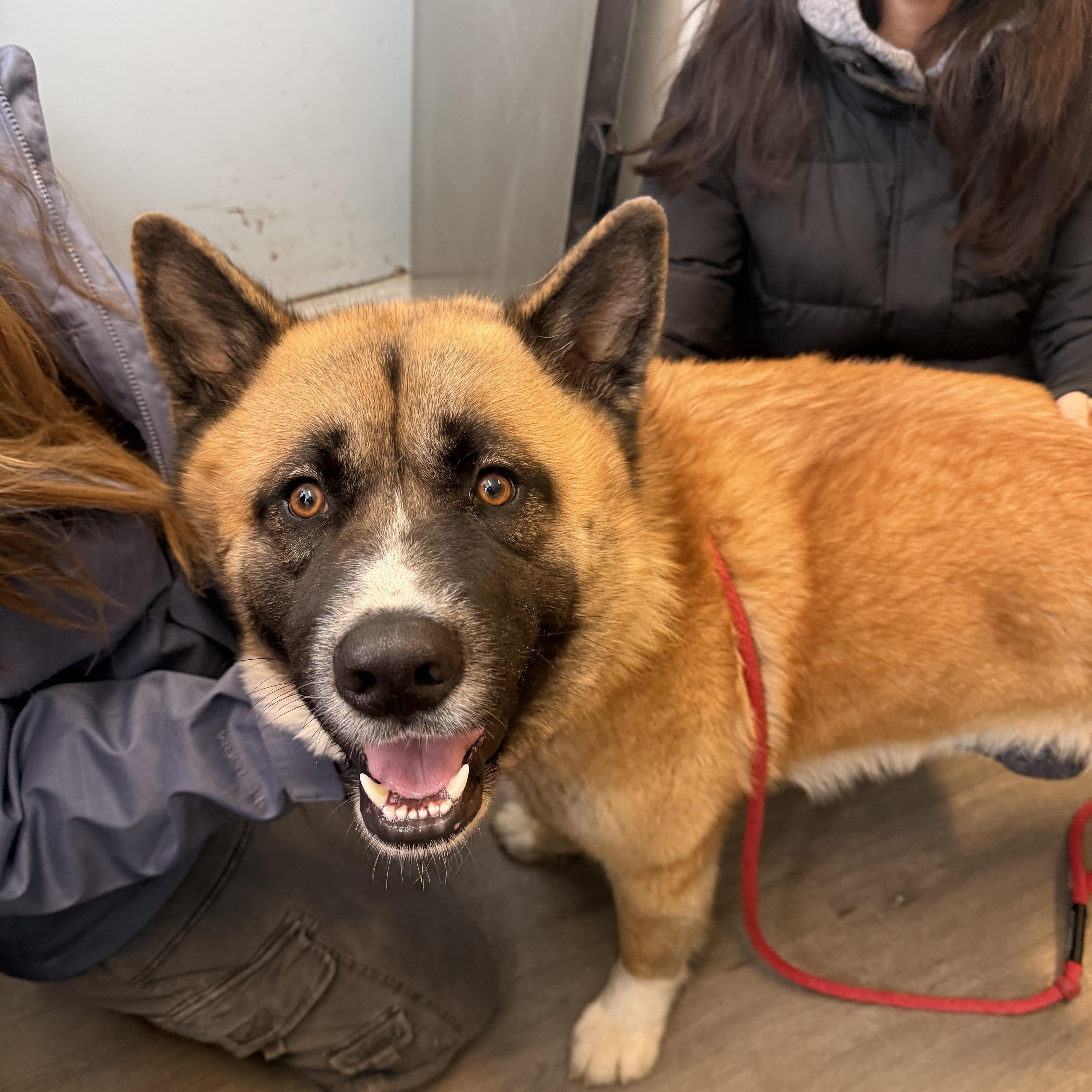 Enlarge Shaboozy, a ADOPTABLE mixed breed in Mahwah, NJ image 3/5
