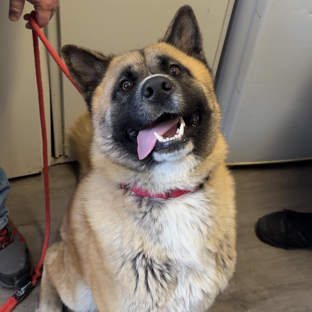 Shaboozy, ADOPTABLE, Young Male Akita & German Shepherd Dog.