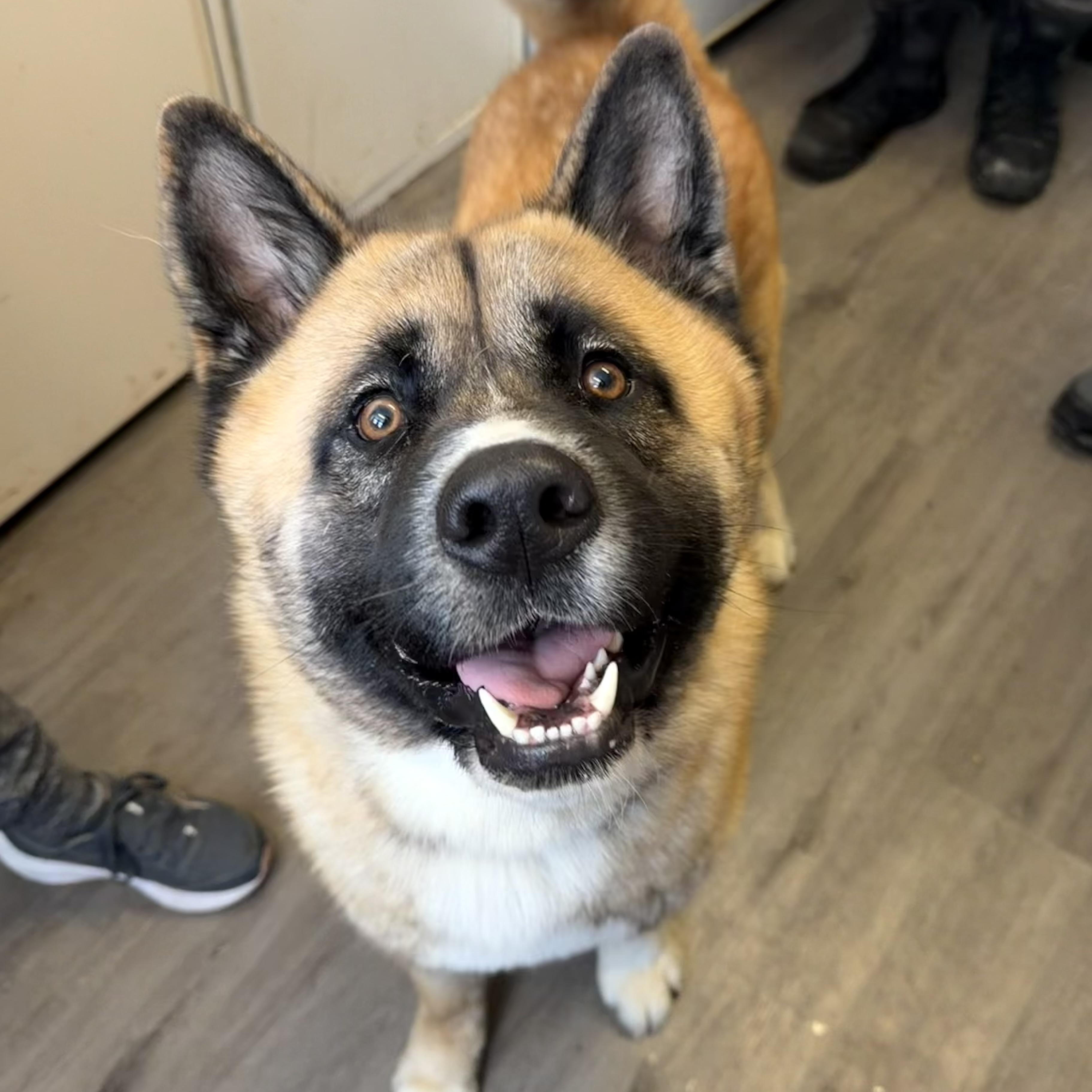 Enlarge Shaboozy, a ADOPTABLE mixed breed in Mahwah, NJ image 4/5