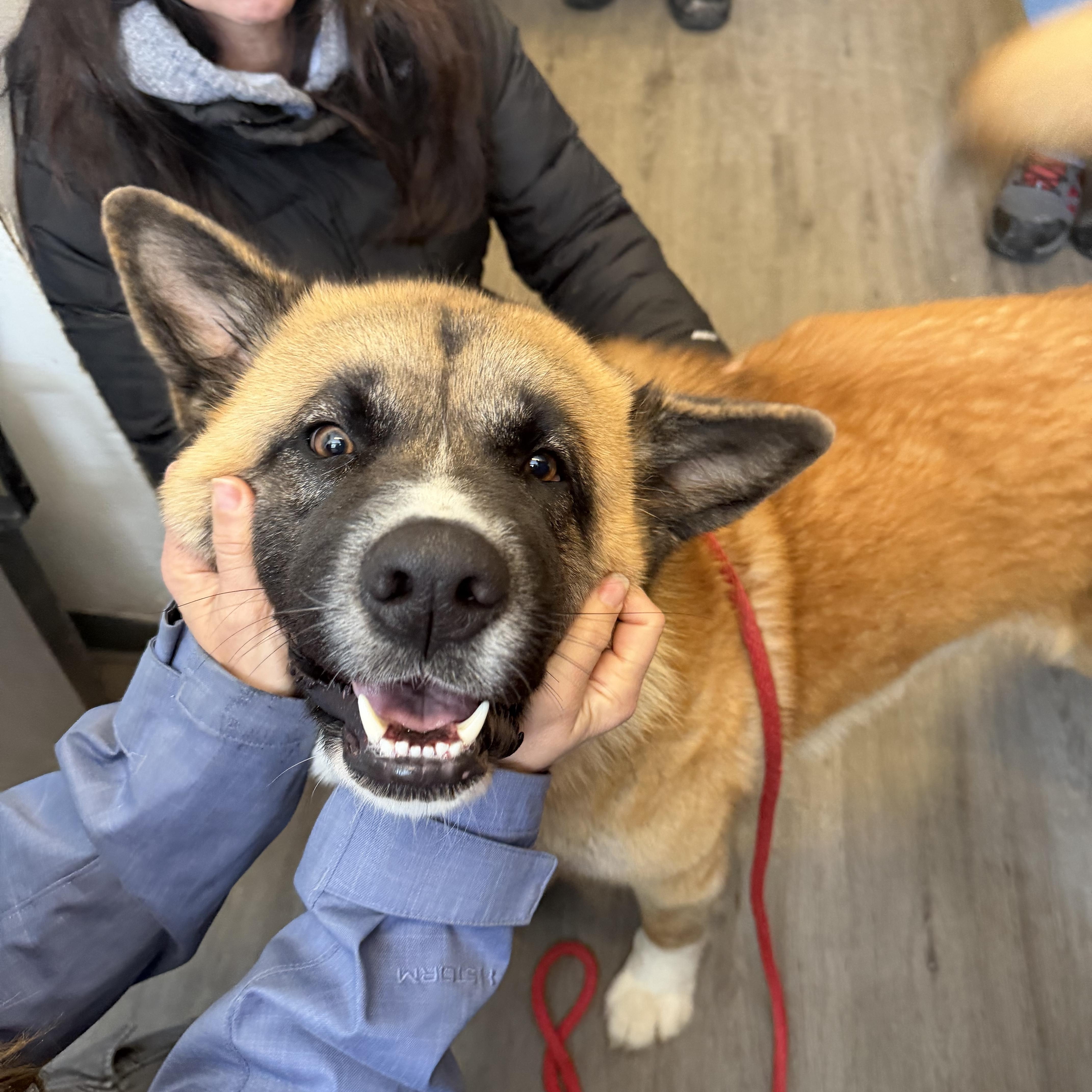 Enlarge Shaboozy, a ADOPTABLE mixed breed in Mahwah, NJ image 2/5