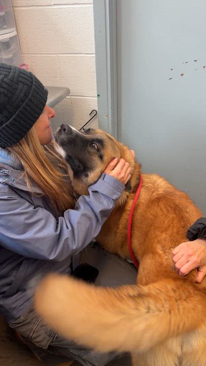 Enlarge Shaboozy, a ADOPTABLE mixed breed in Mahwah, NJ video 5/5