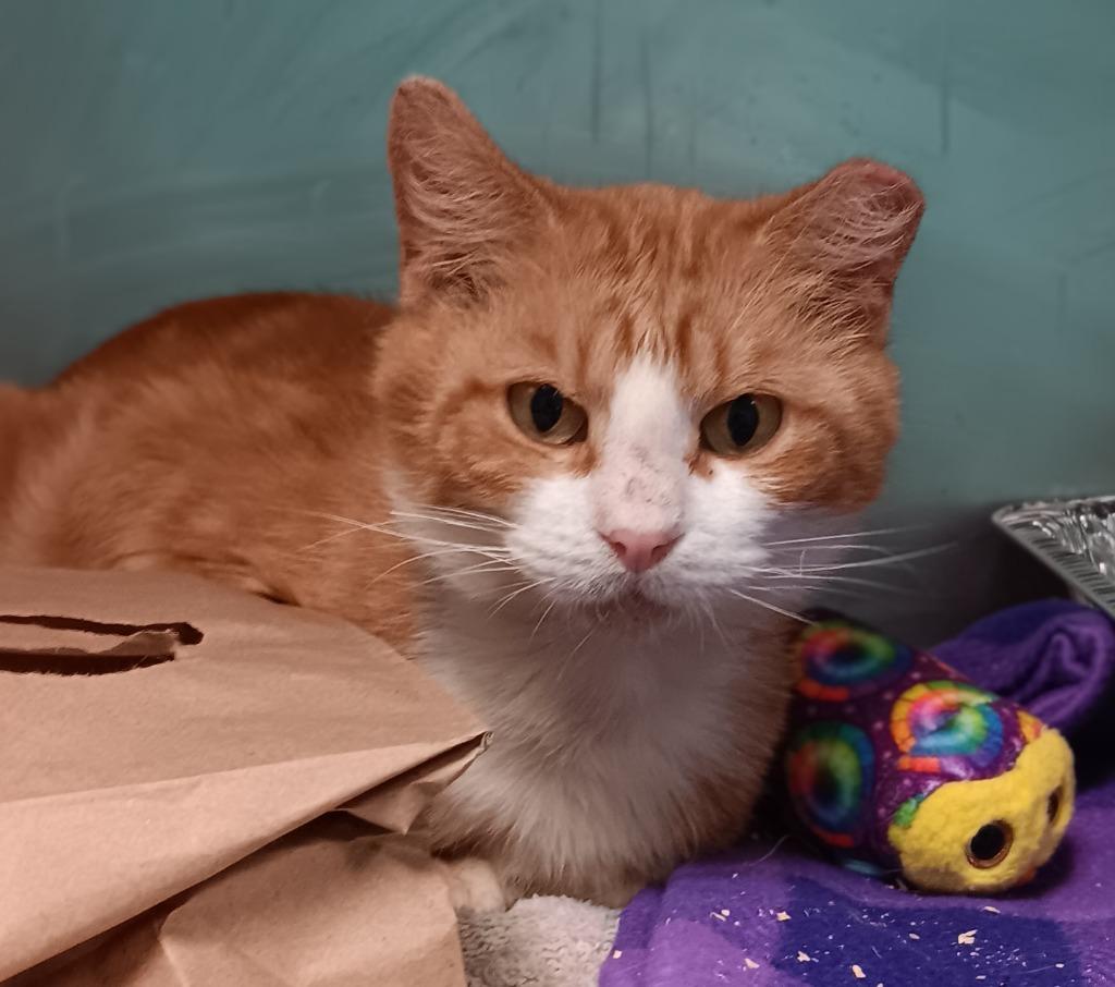 Winston, Adoptable, Young Male Domestic Short Hair.