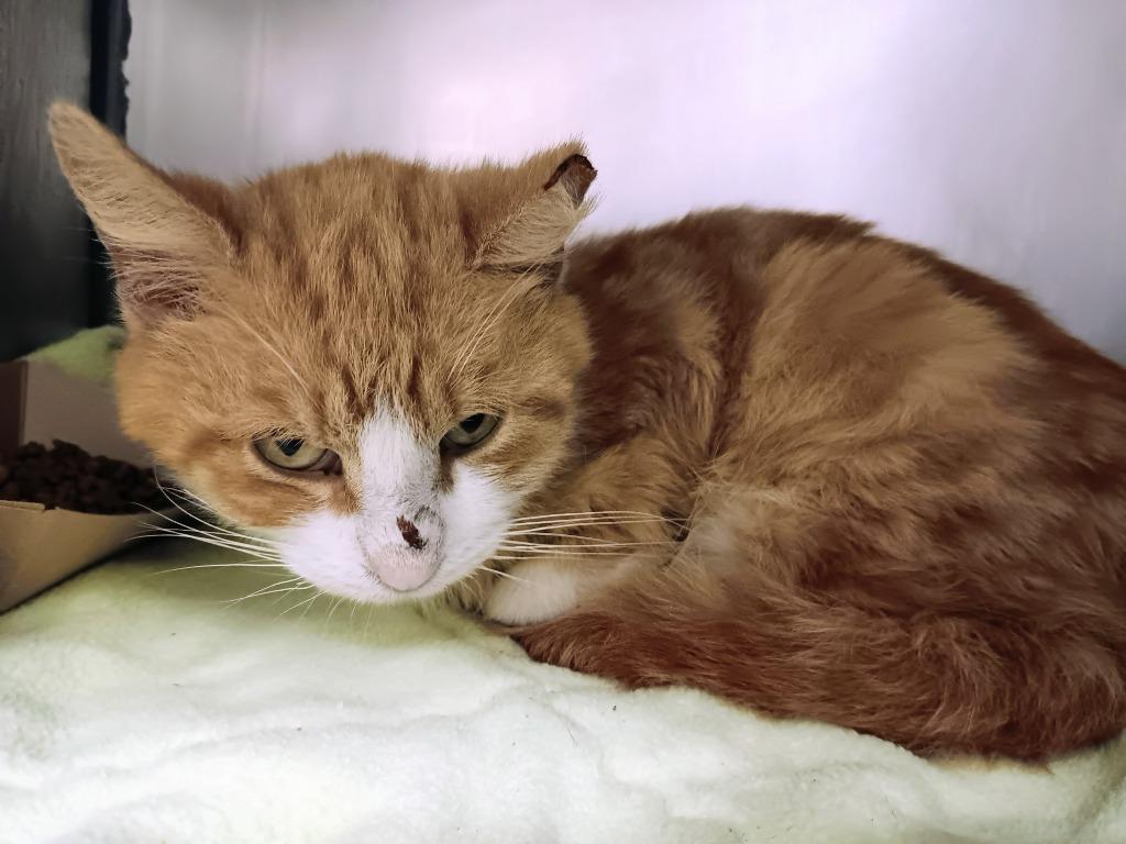 Enlarge Winston, a Adoptable mixed breed in New Braunfels, TX image 2/2