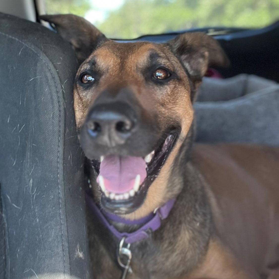Enlarge Ivy, a ADOPTABLE mixed breed in Georgetown, TX image 4/6