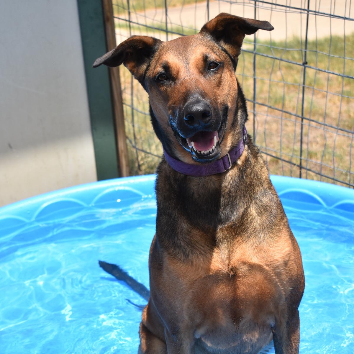 Enlarge Ivy, a ADOPTABLE mixed breed in Georgetown, TX image 3/6