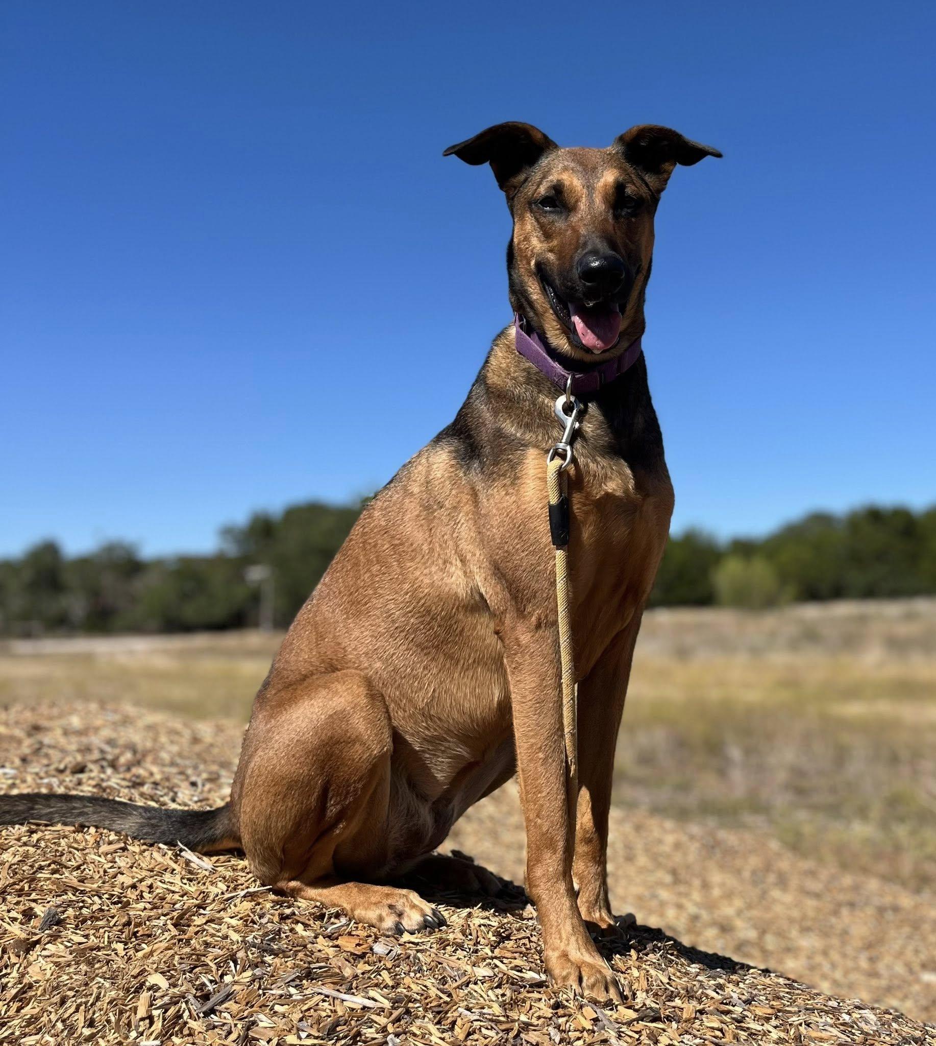 Enlarge Ivy, a ADOPTABLE mixed breed in Georgetown, TX image 2/6