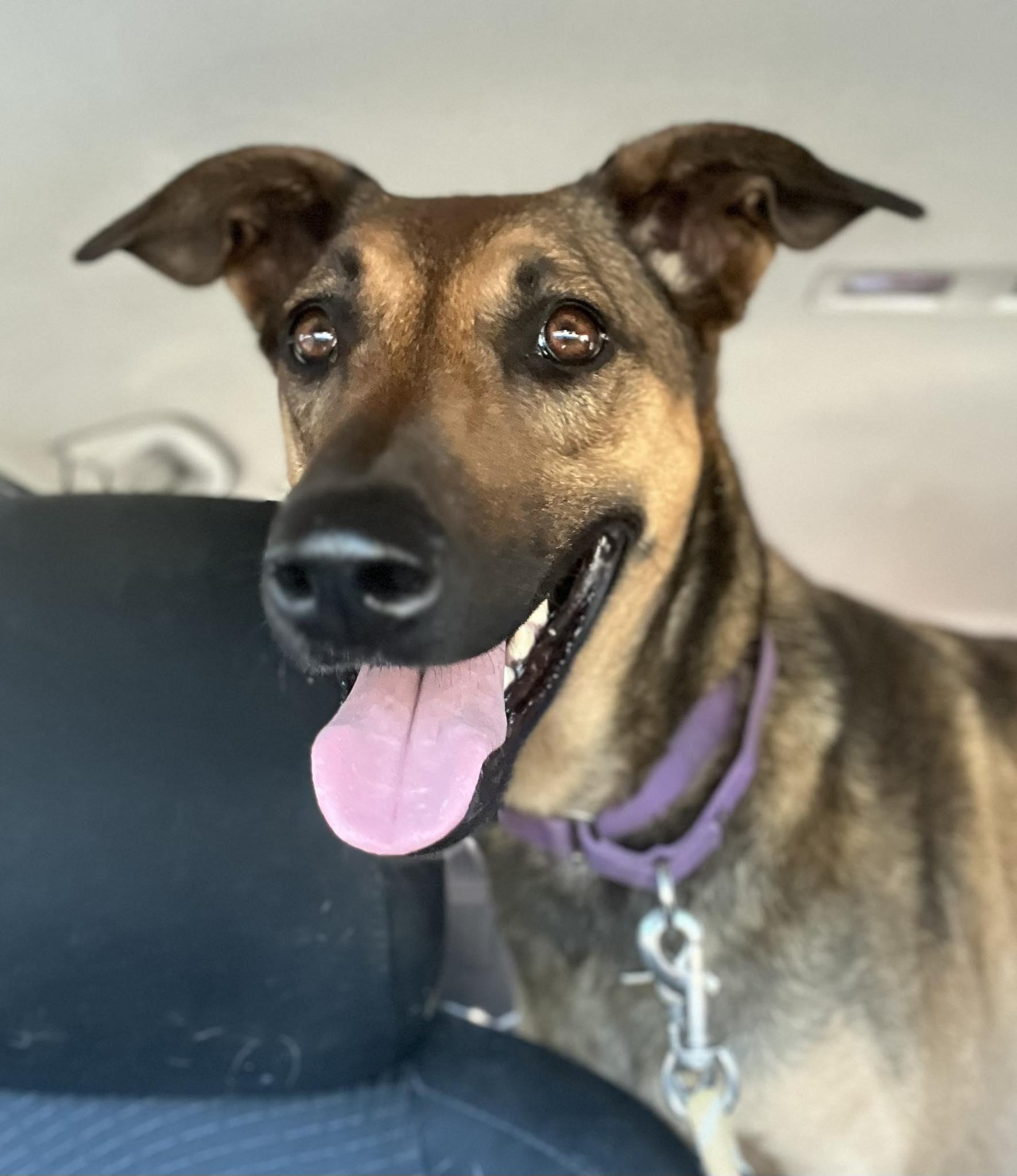 Ivy, ADOPTABLE, Adult Female Greyhound & Belgian Shepherd / Malinois.