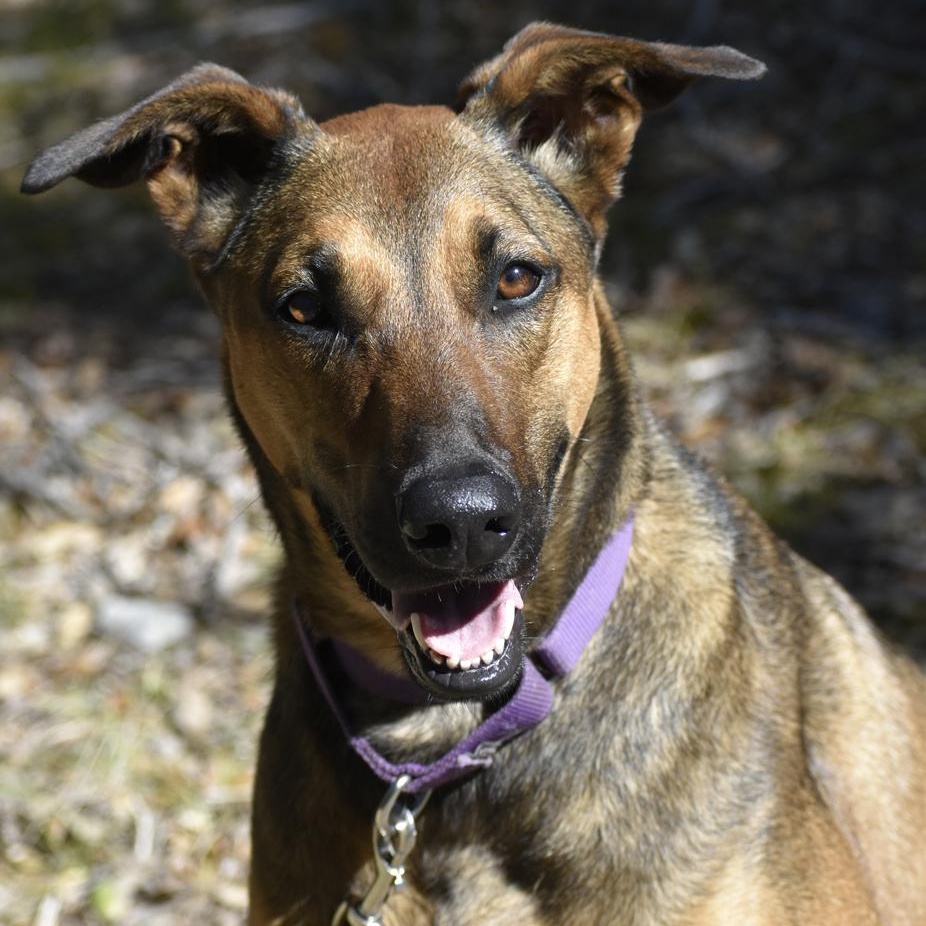 Enlarge Ivy, a ADOPTABLE mixed breed in Georgetown, TX image 5/6