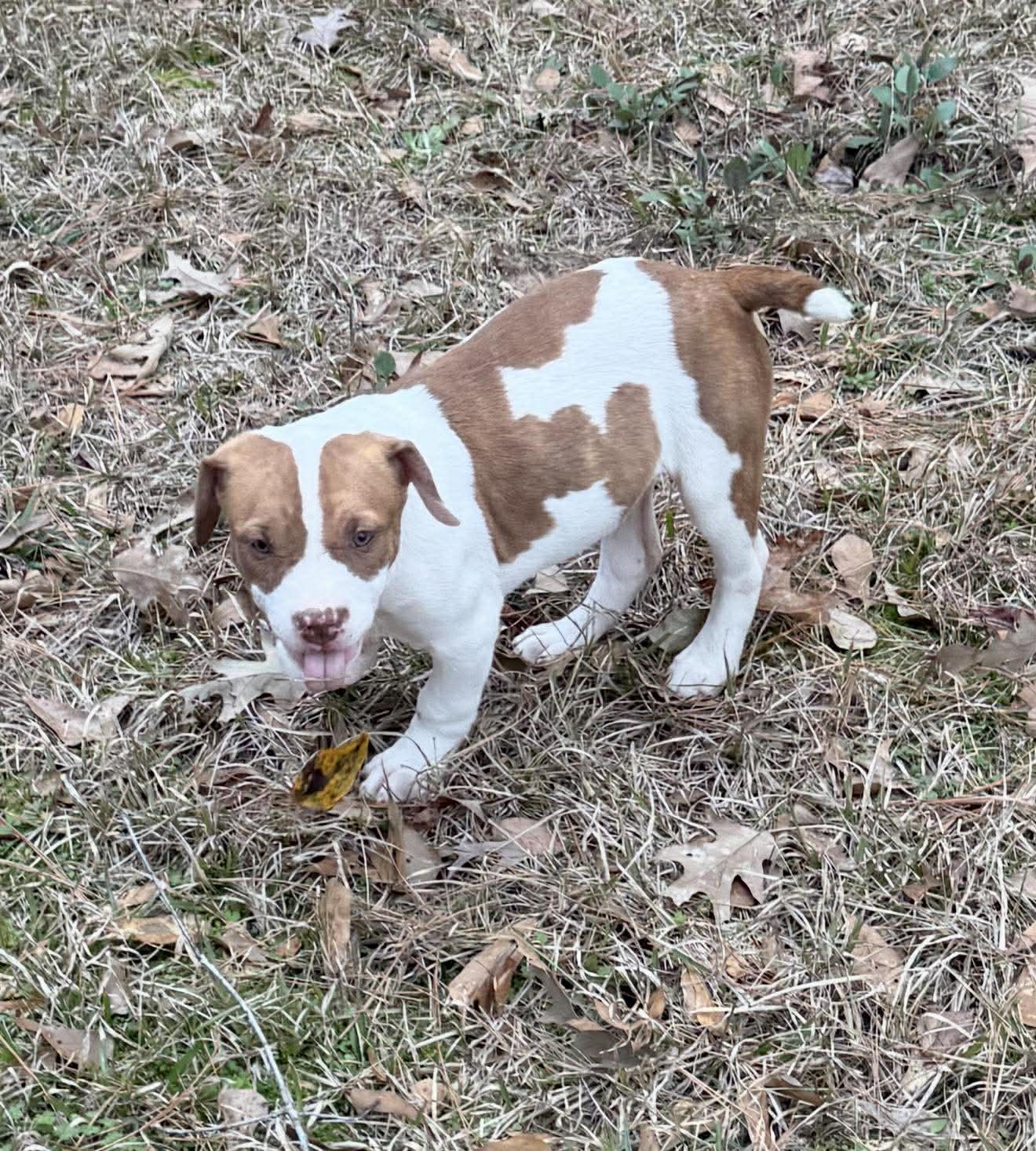 Enlarge Dublin, a ADOPTABLE Mixed Breed in Northwood, NH image 5/6