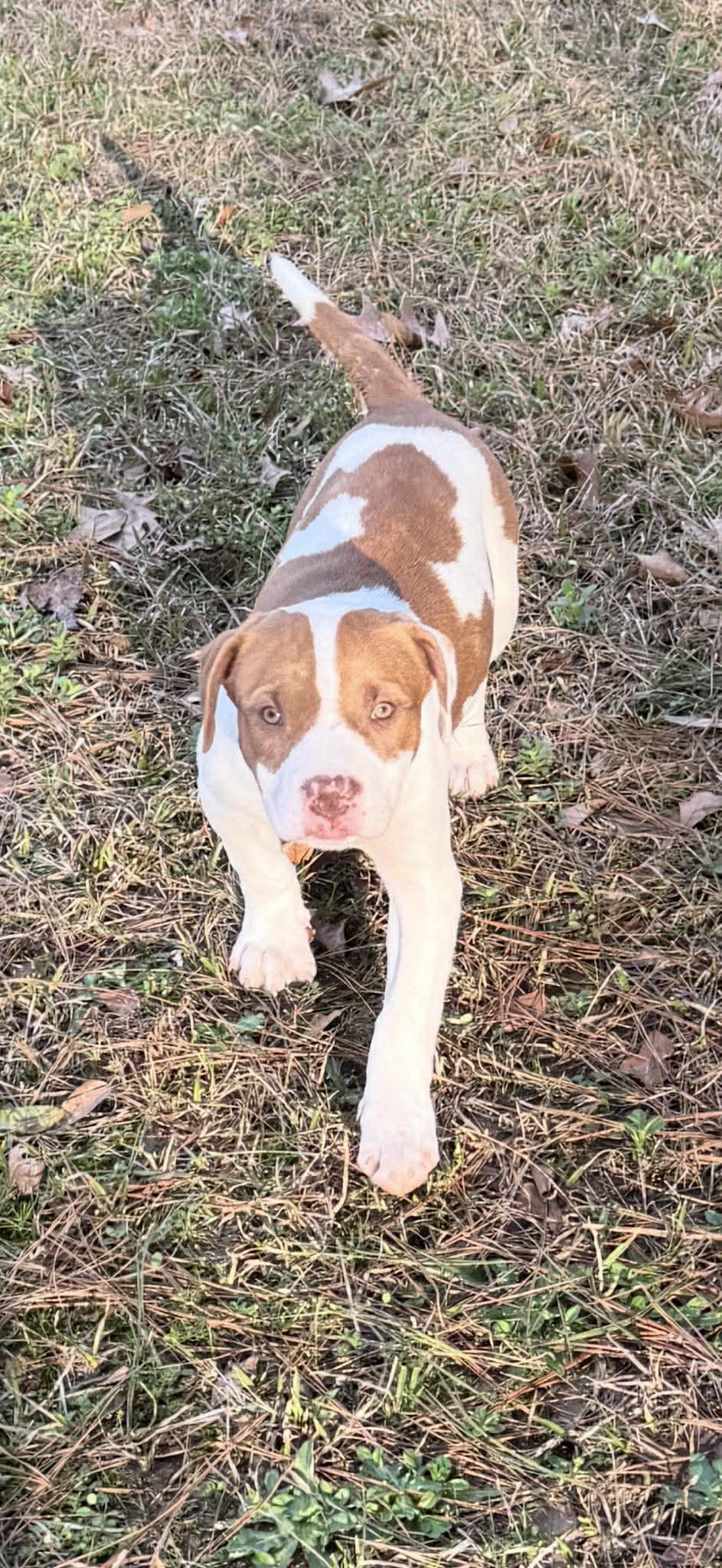 Enlarge Dublin, a ADOPTABLE Mixed Breed in Northwood, NH image 2/6